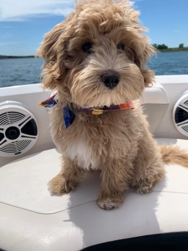 AUSTRALIAN LABRADOODLE PUPPIES FOR SALE