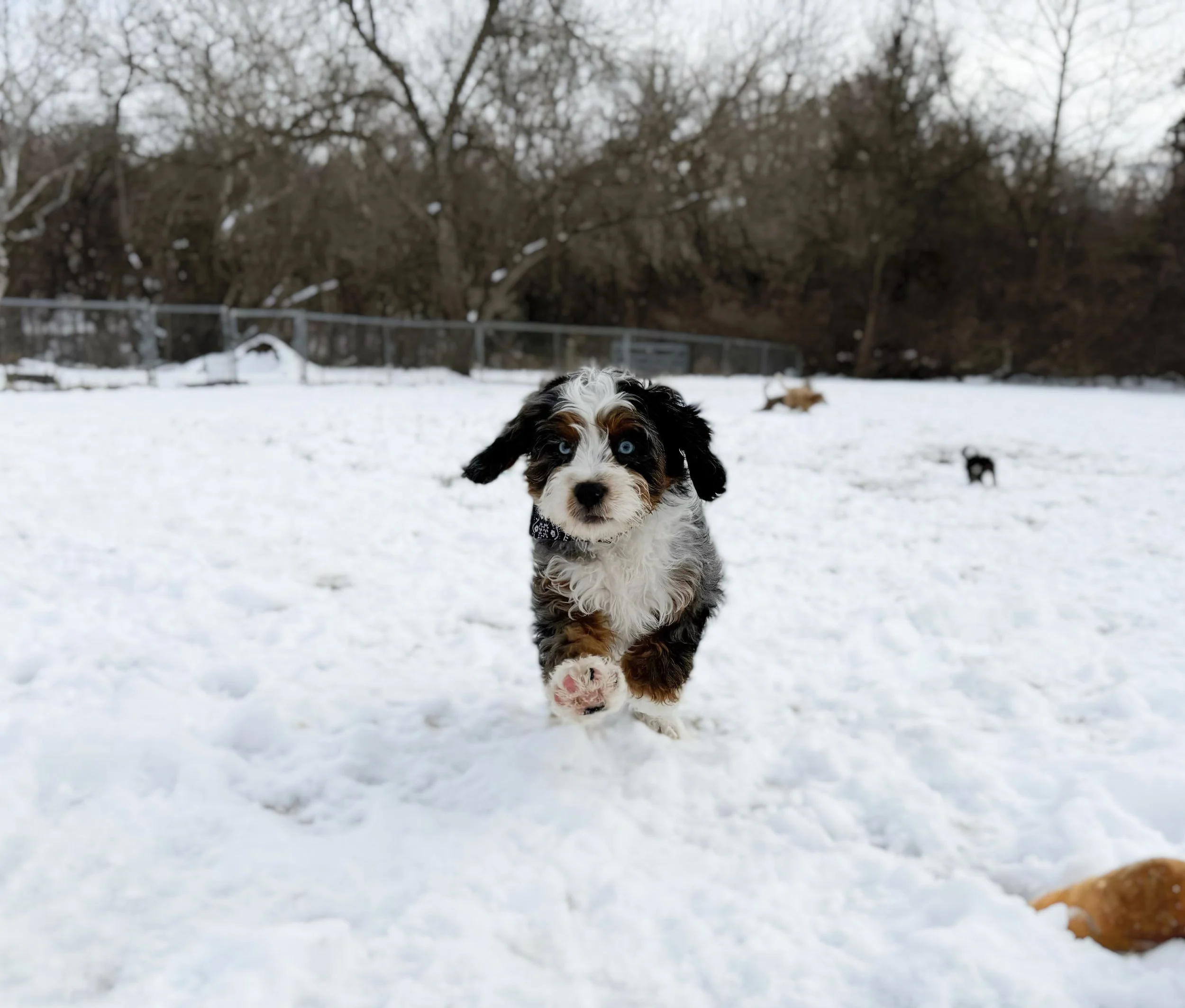 are cavapoos playful