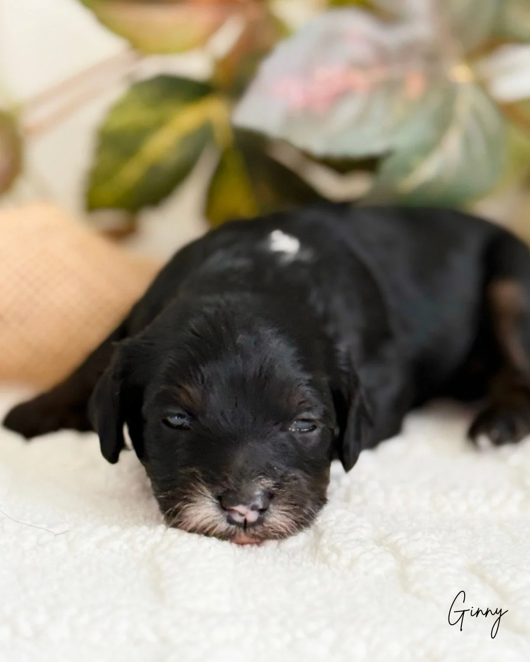 female cavapoos for sale