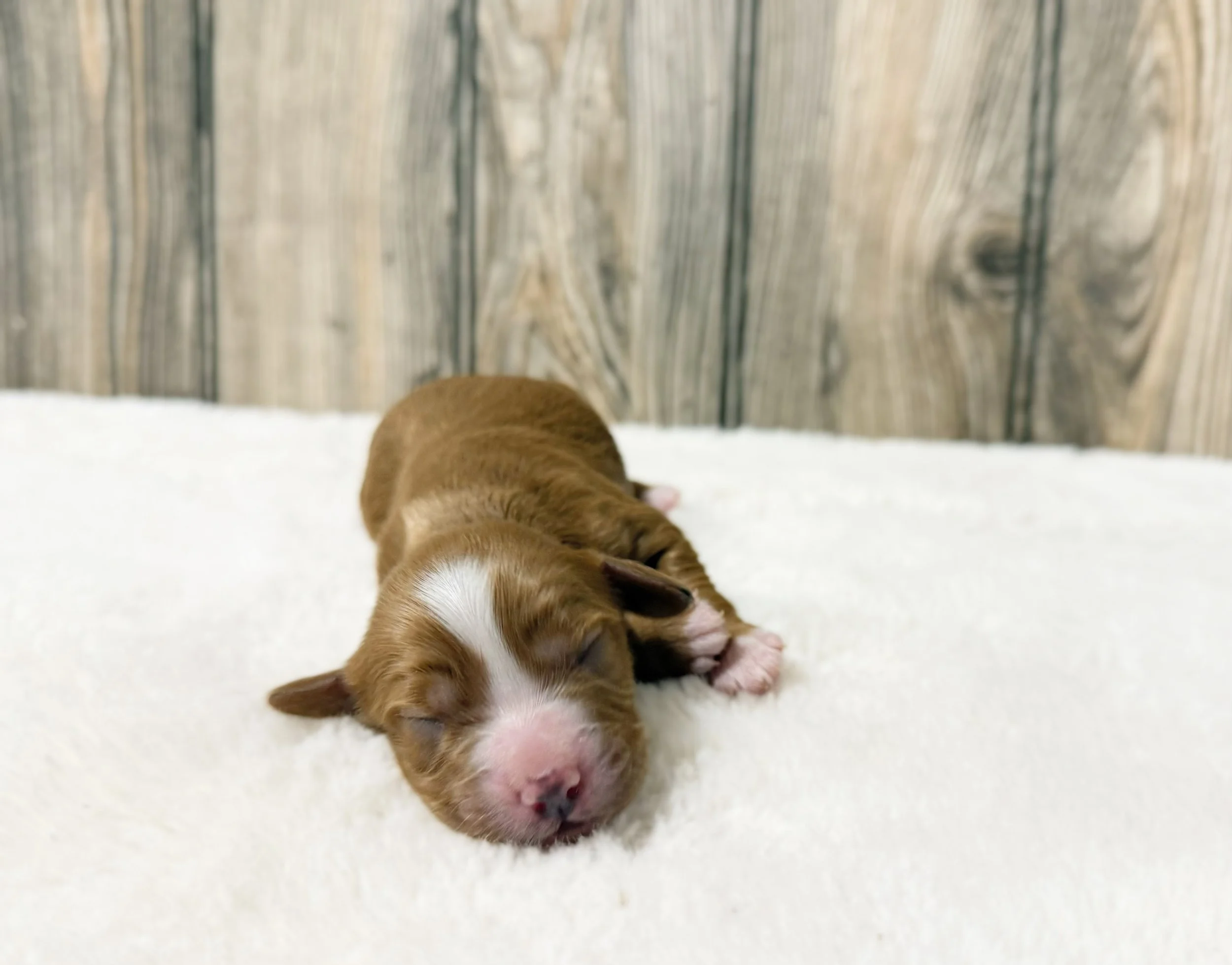cavapoo puppies for sale near me