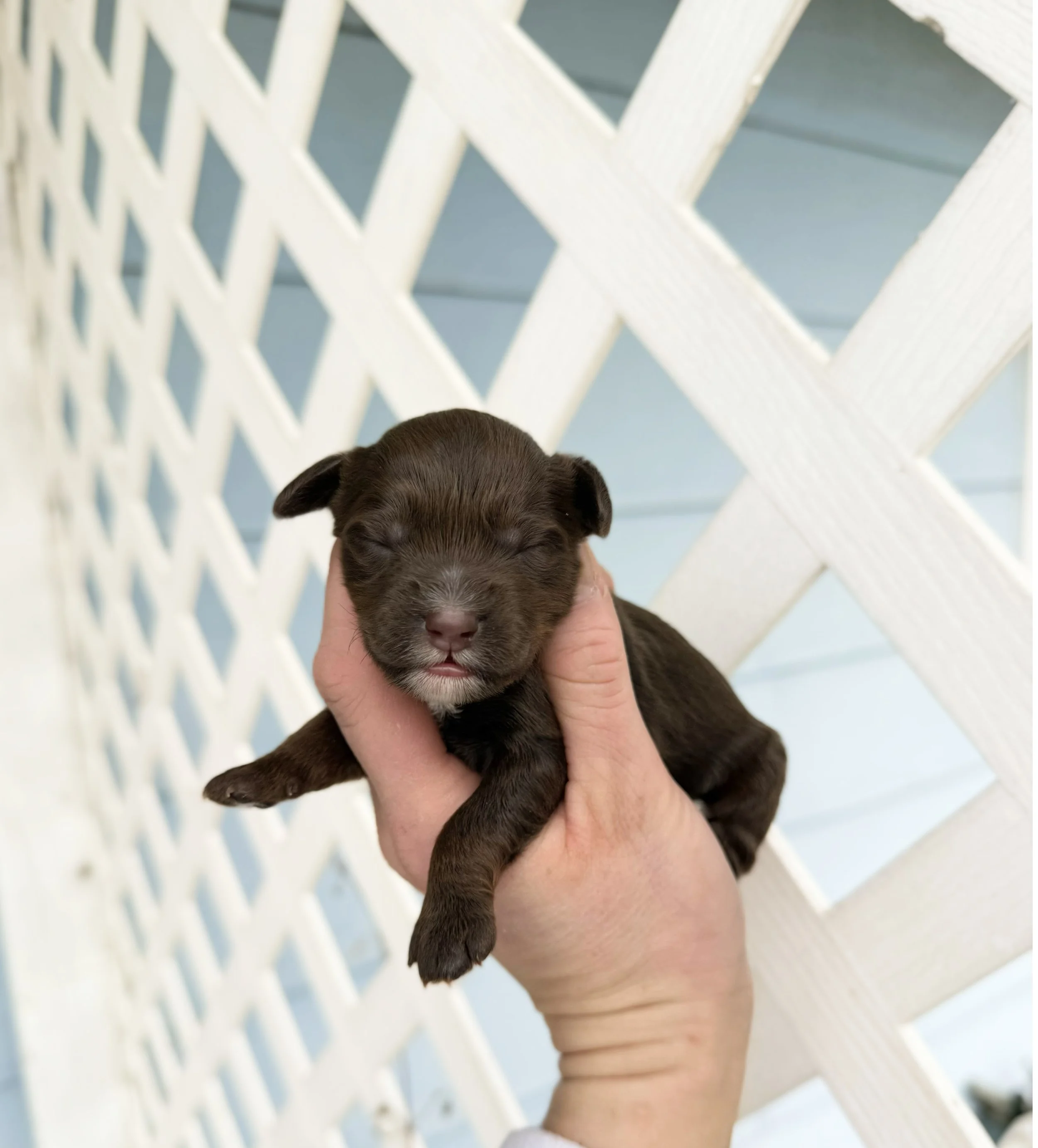 mini doodles for adoption near me