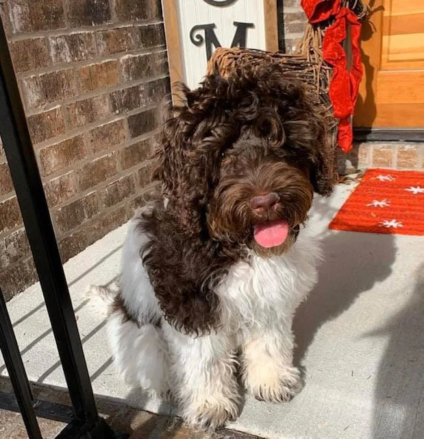 CHOCOLATE LABRADOODLE FULL GROWN SIZE