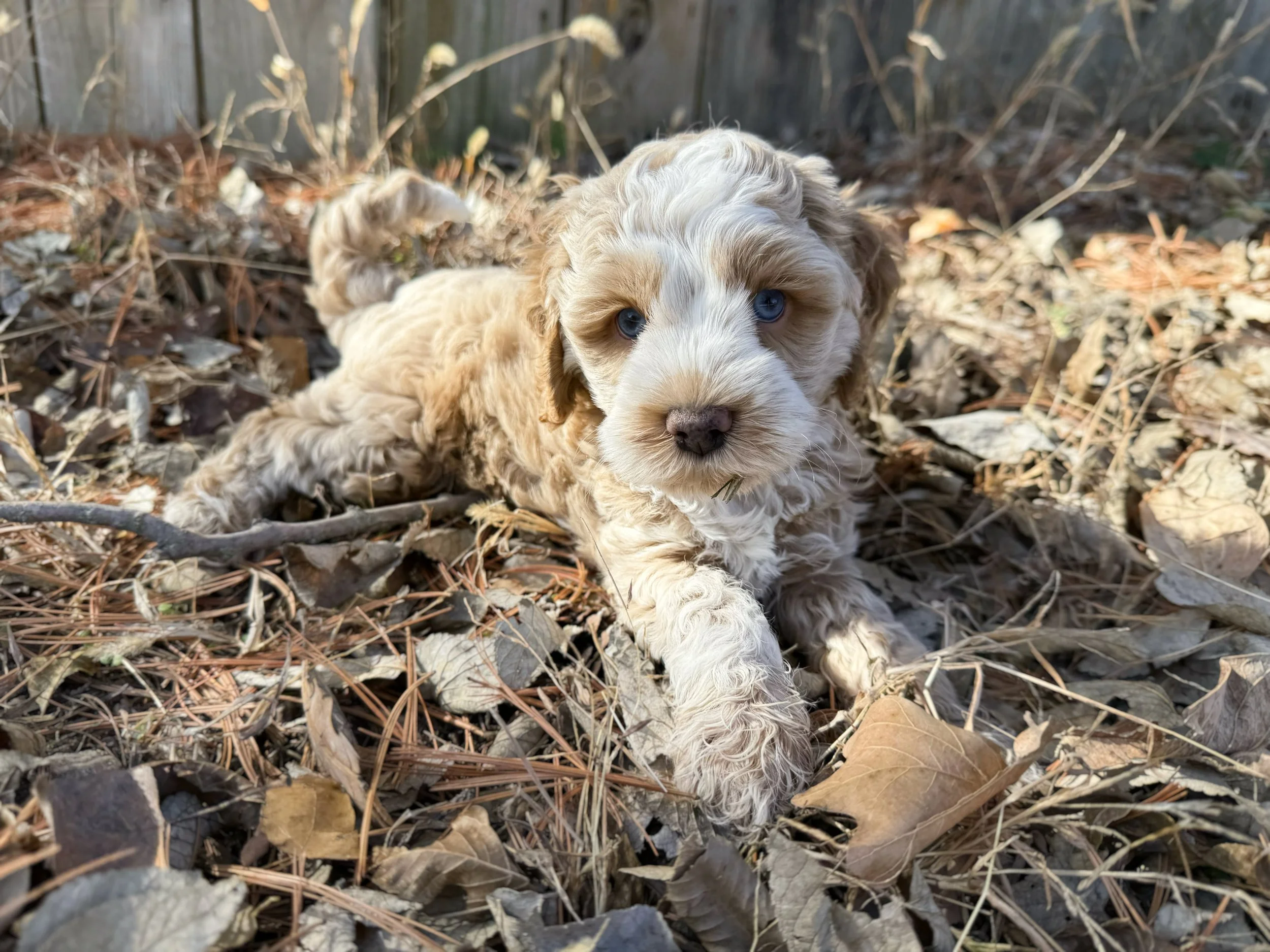 roan australian labradoodle with blue eyes