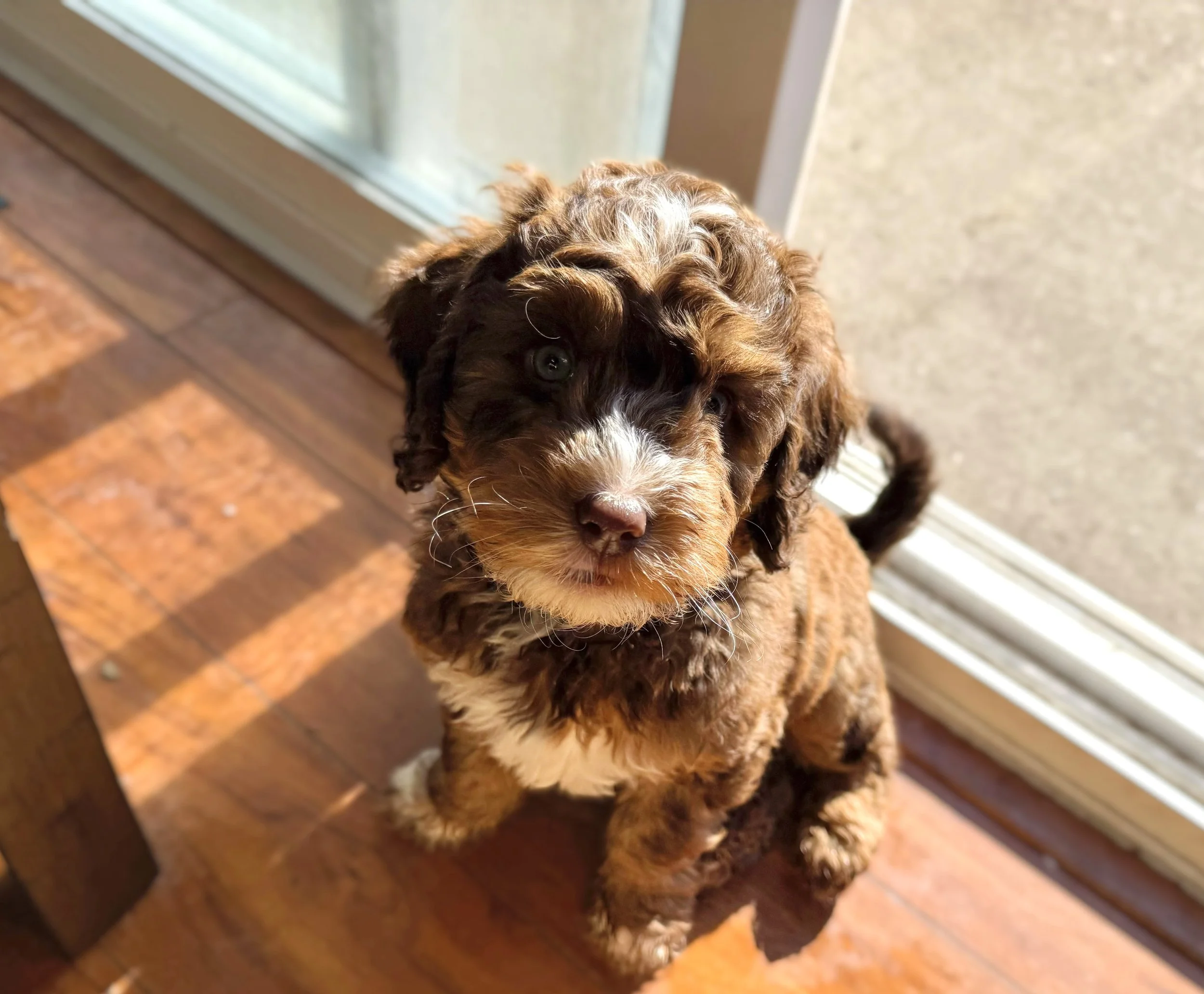 top australian bernedoodle breeders
