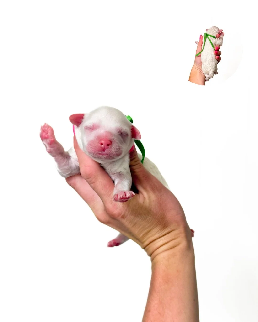 mini australian labradoodle