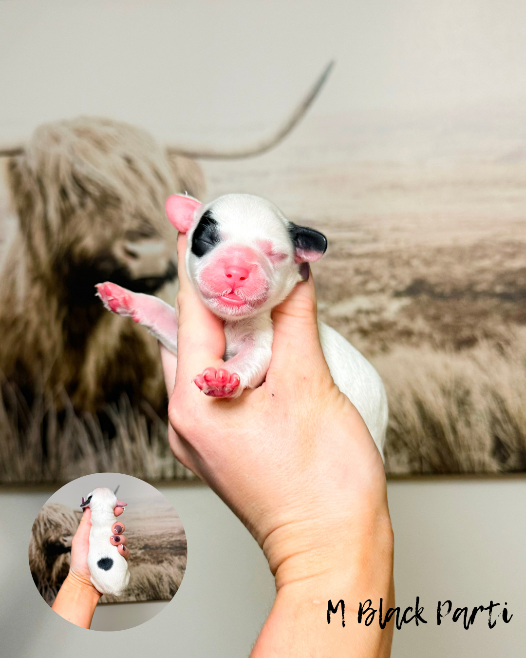 australian labradoodles for sale in kansas