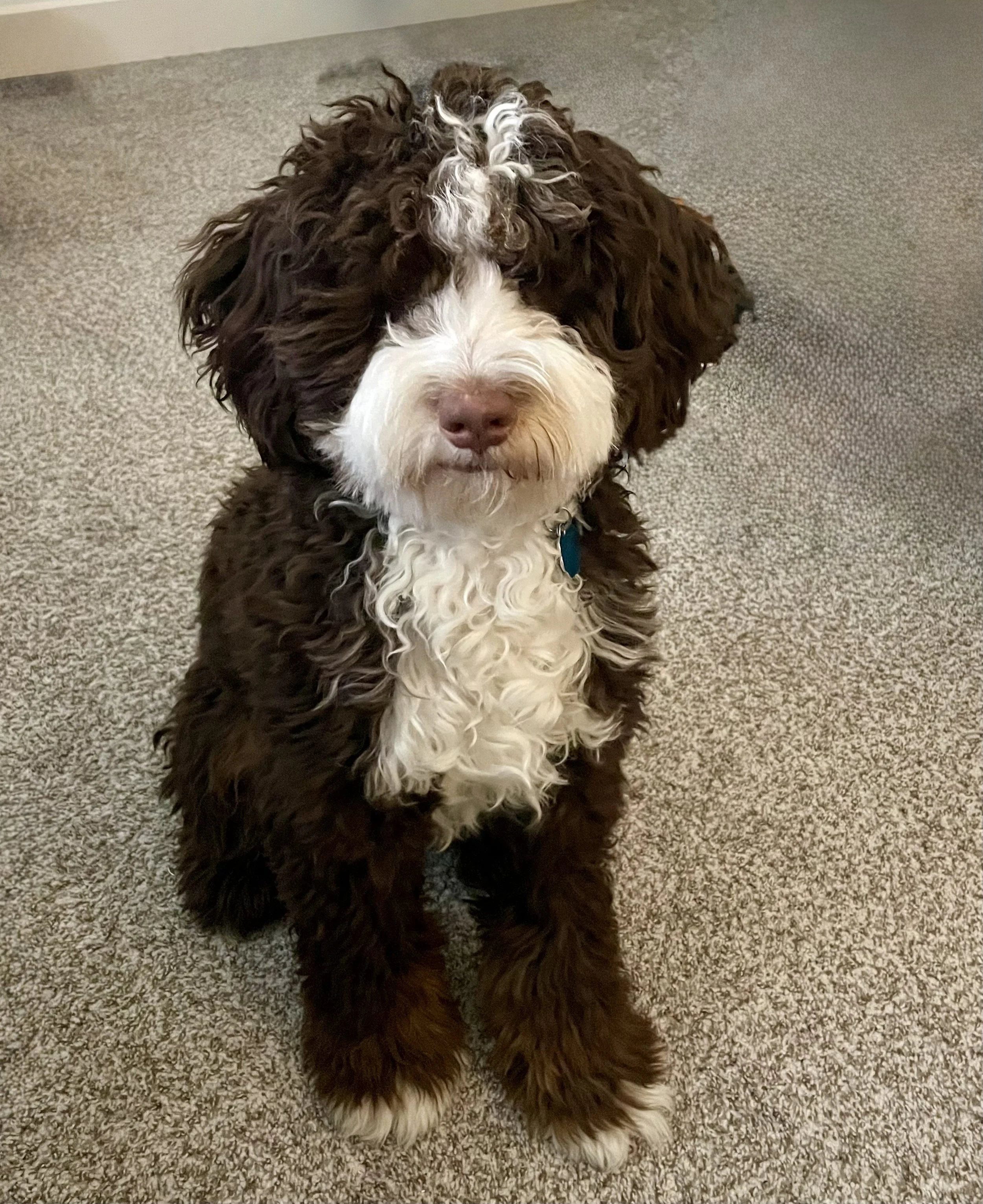 chocolate tri bernedoodle