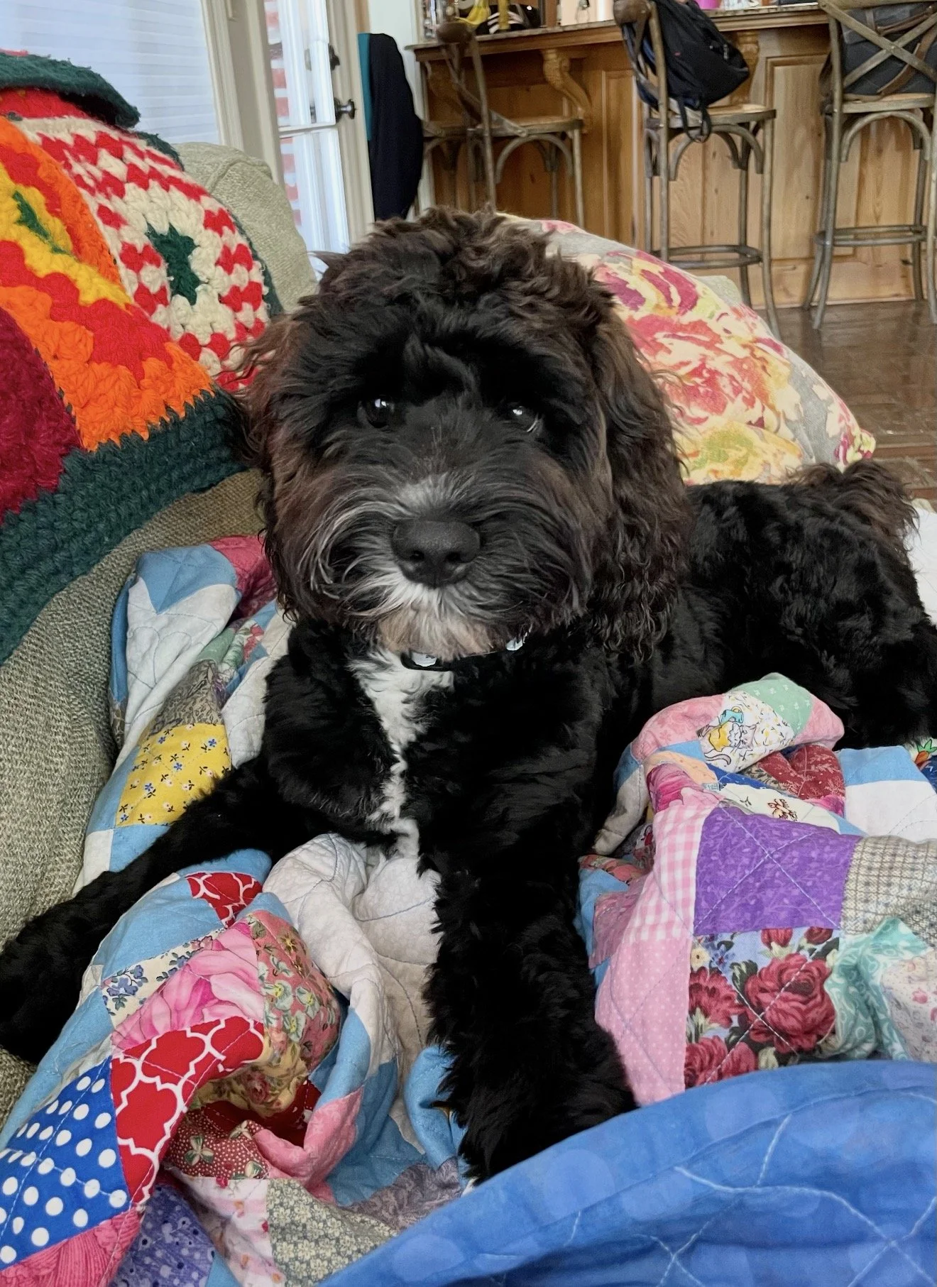 black labradoodle full grown