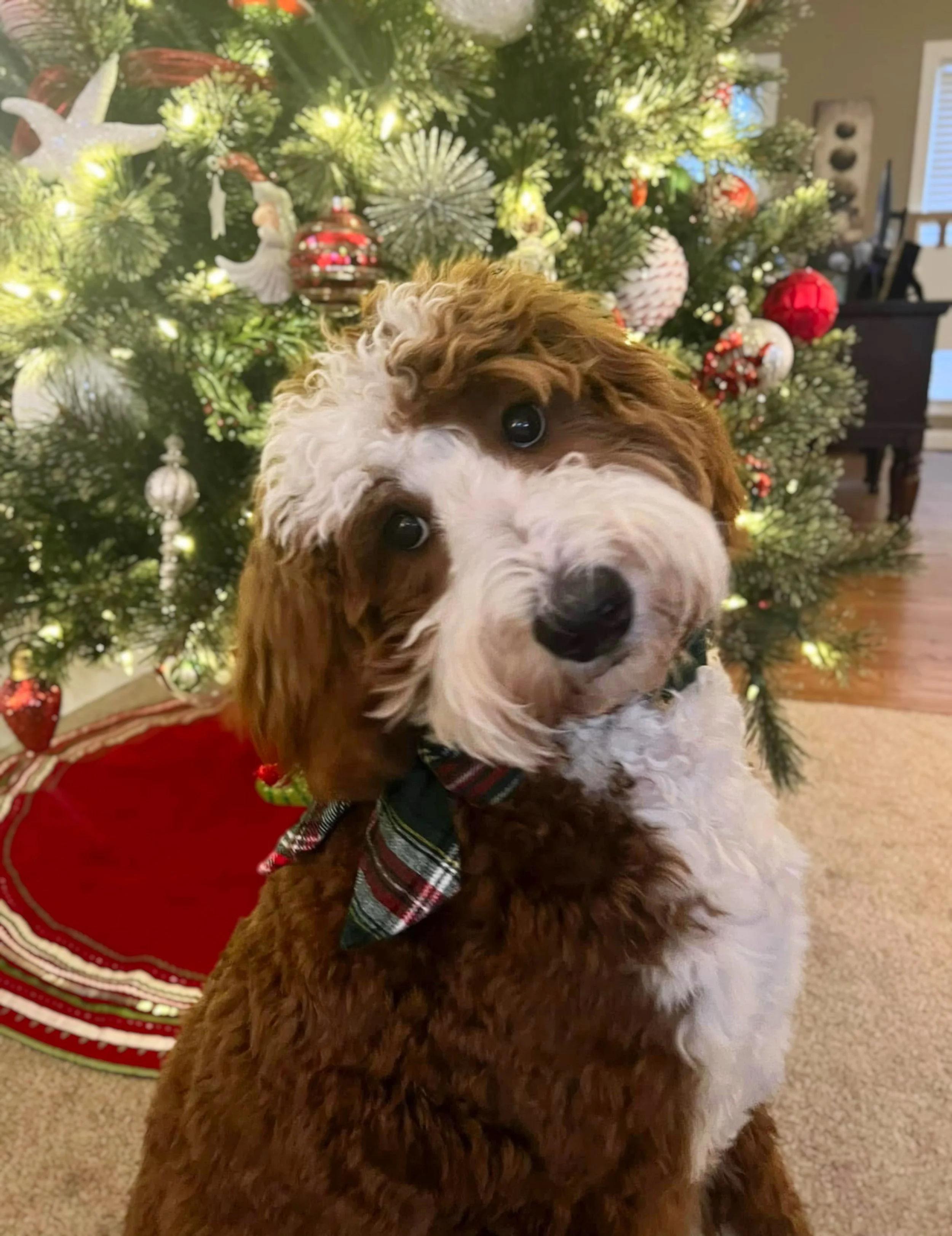 full grown australian bernedoodle