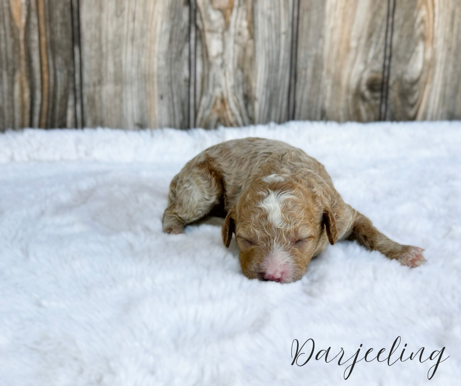 mini cavapoos for sale