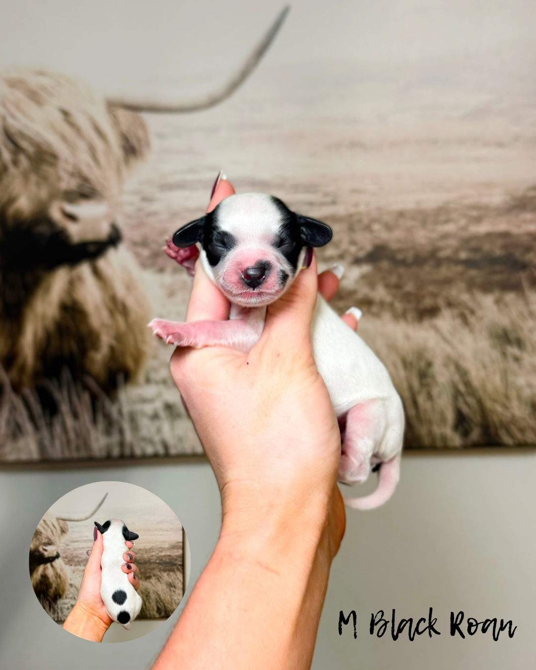 black roan australian labradoodle puppy