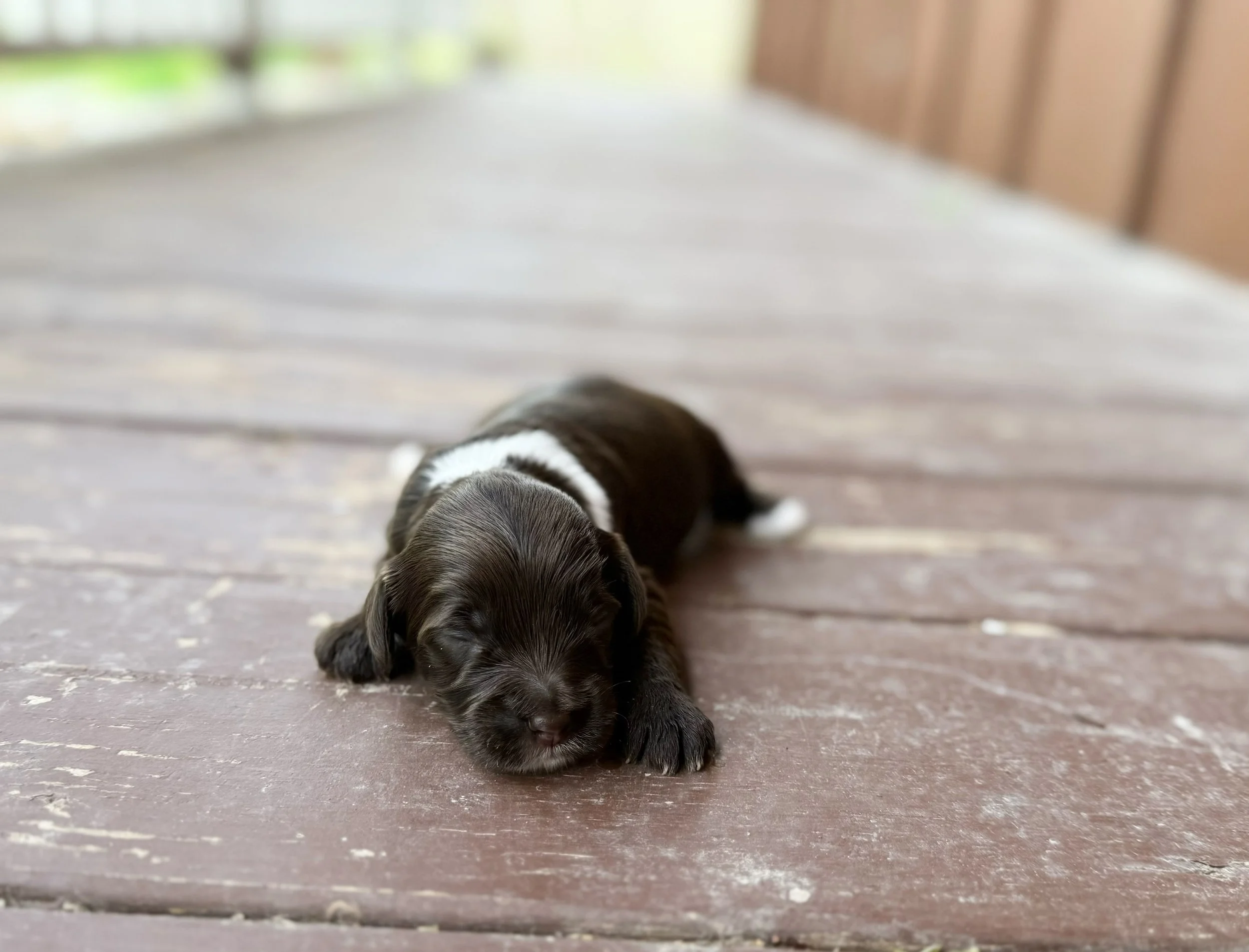 best doodle breeders