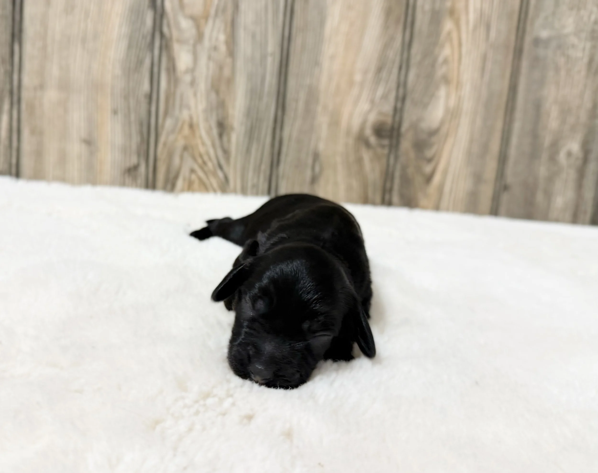 cockapoo breeders in kansas