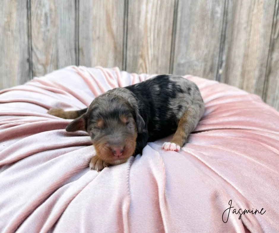 merle doodles for sale