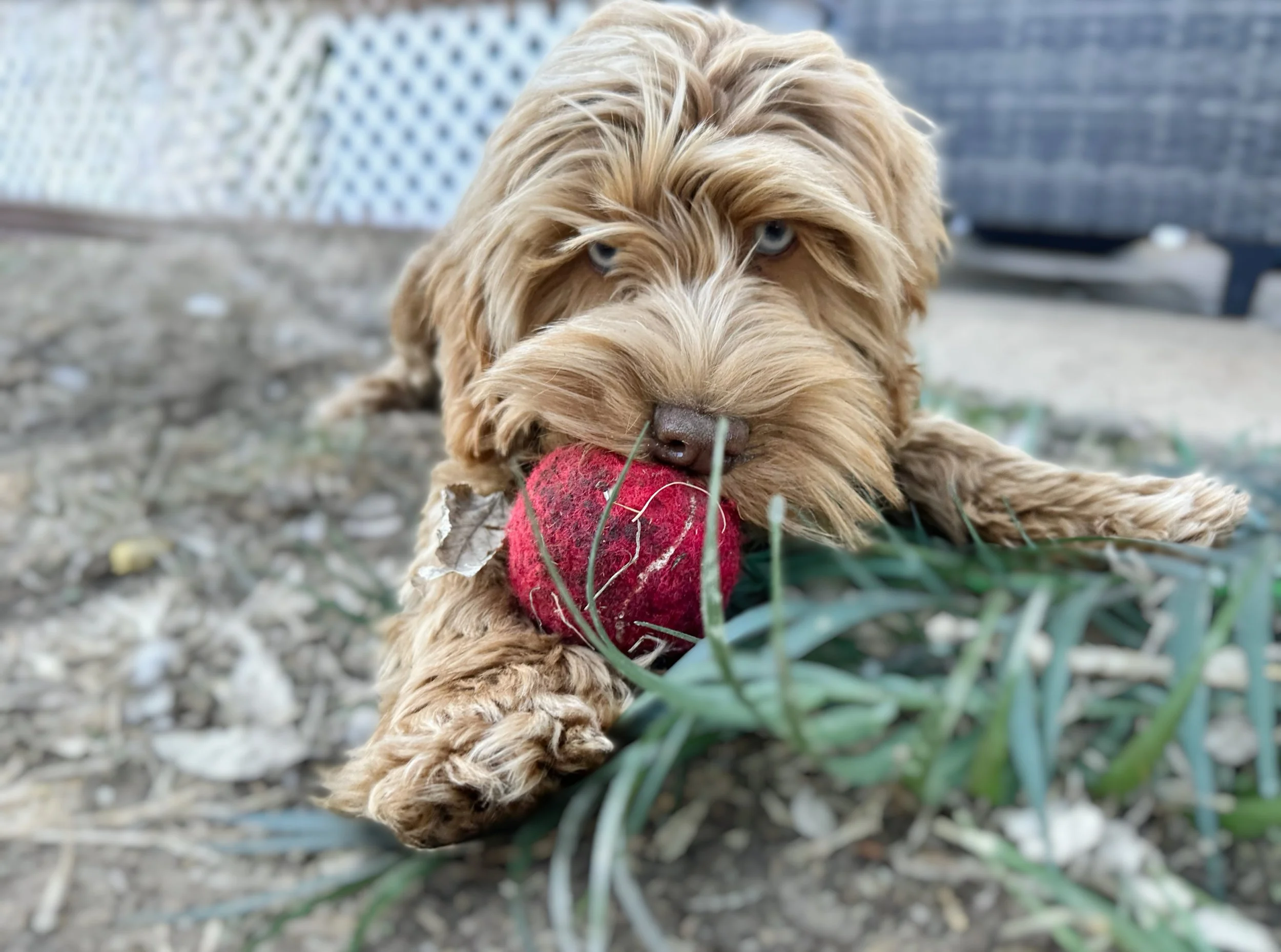 can labradoodles have blue eyes
