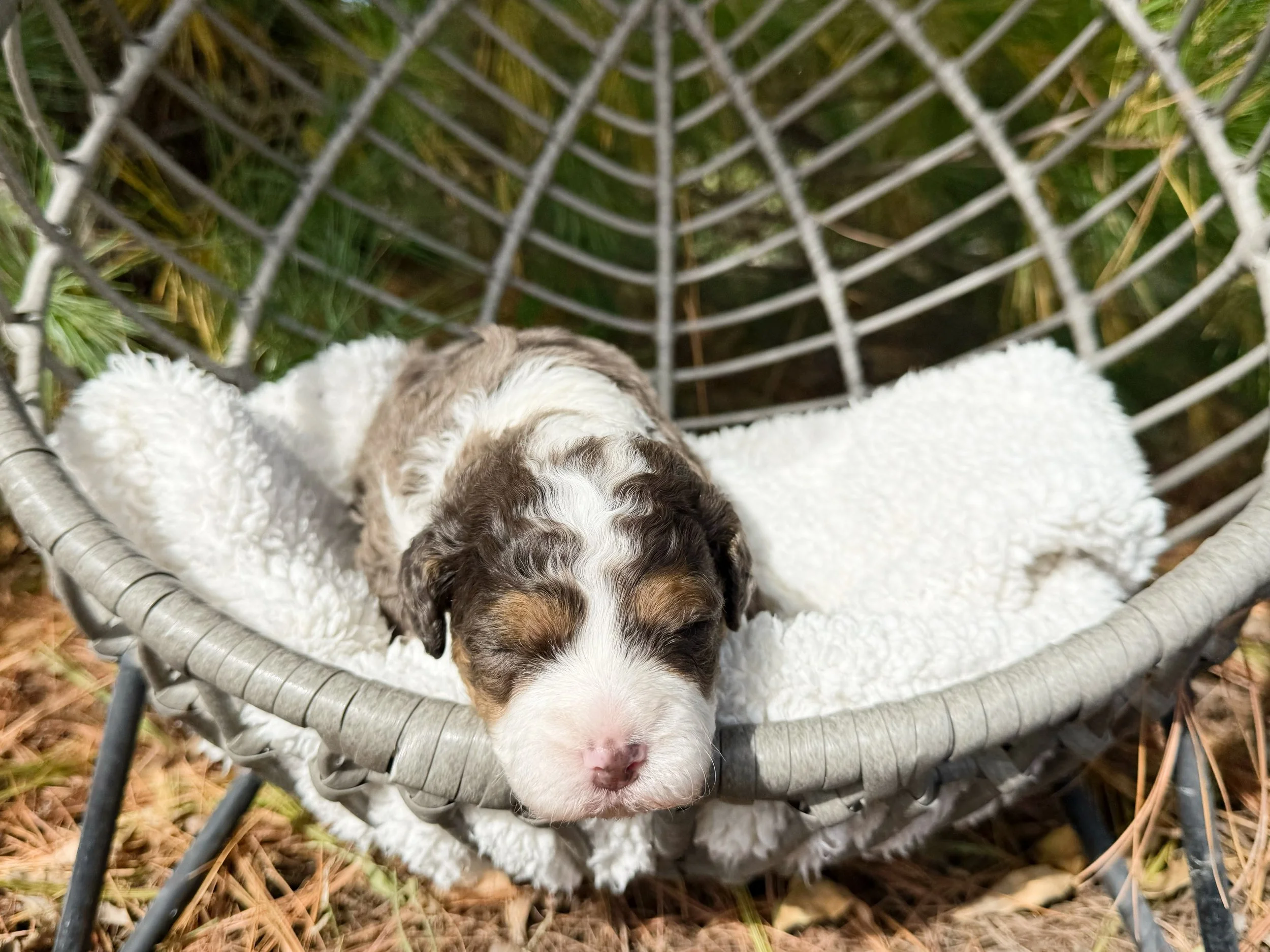 merle bernedoodle puppy