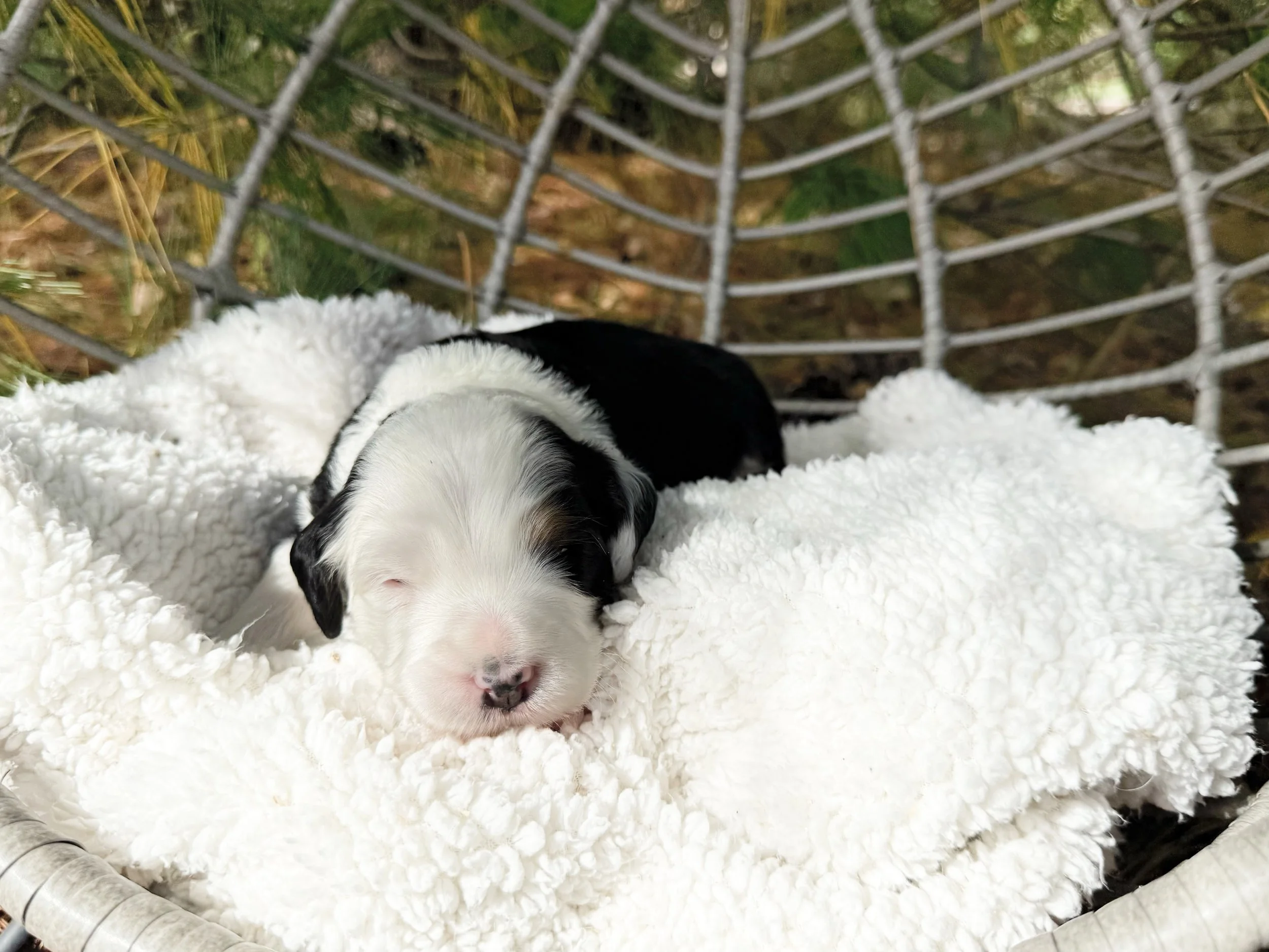 unfurnished bernedoodles for adoption