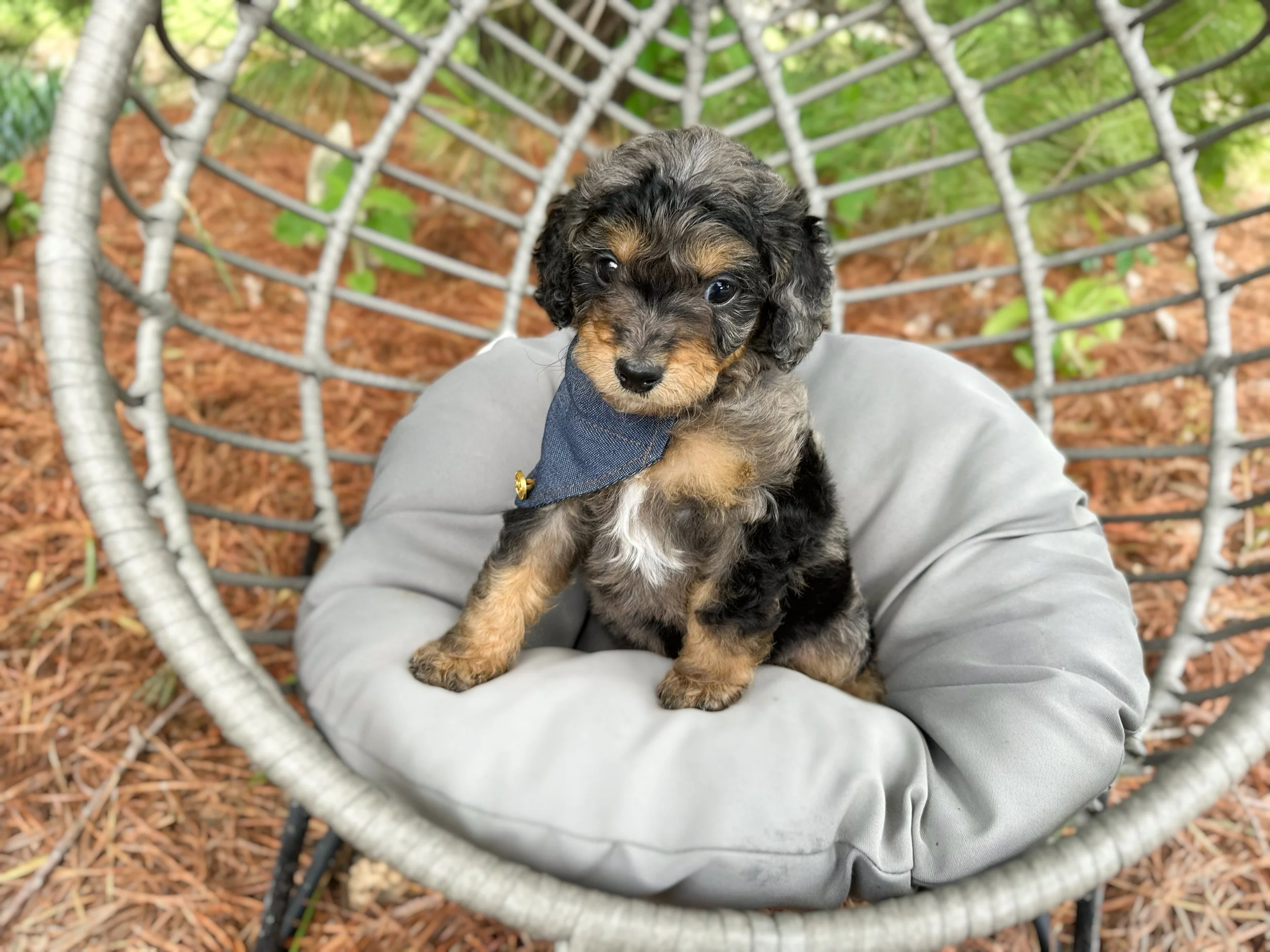blue merle cavapoo