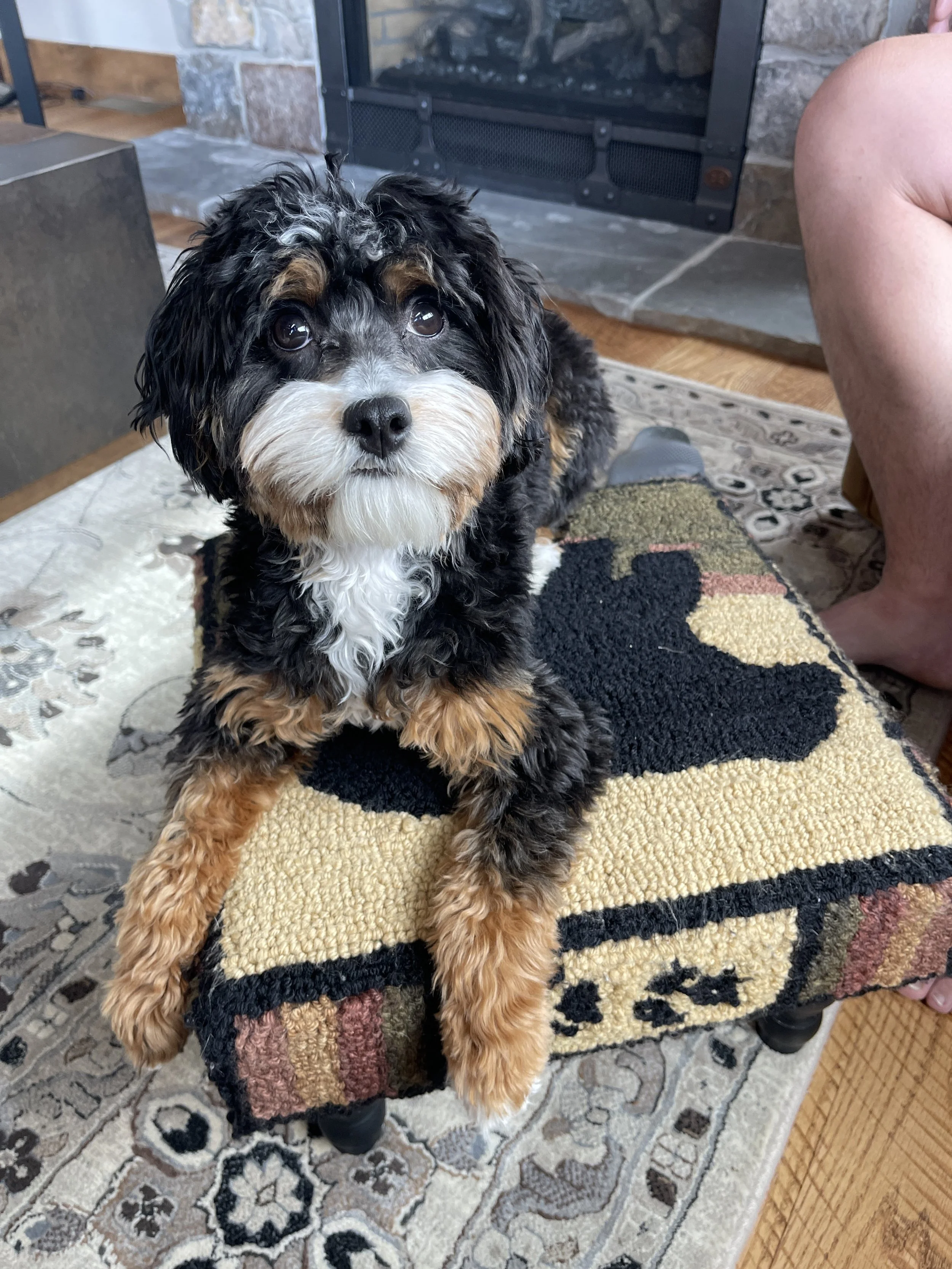 tri color cavapoo puppy