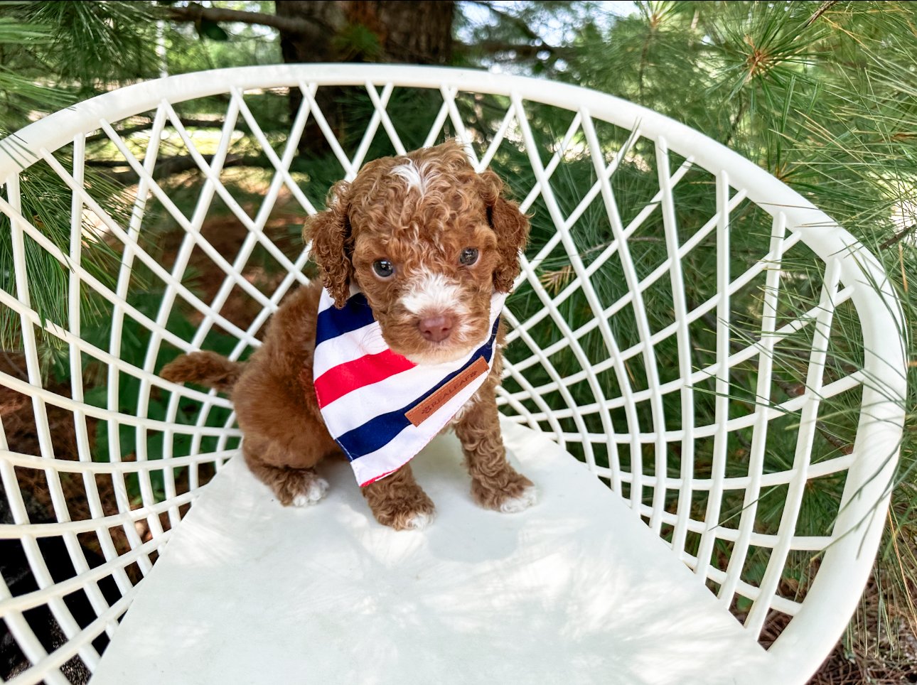 are labradoodles good family dogs