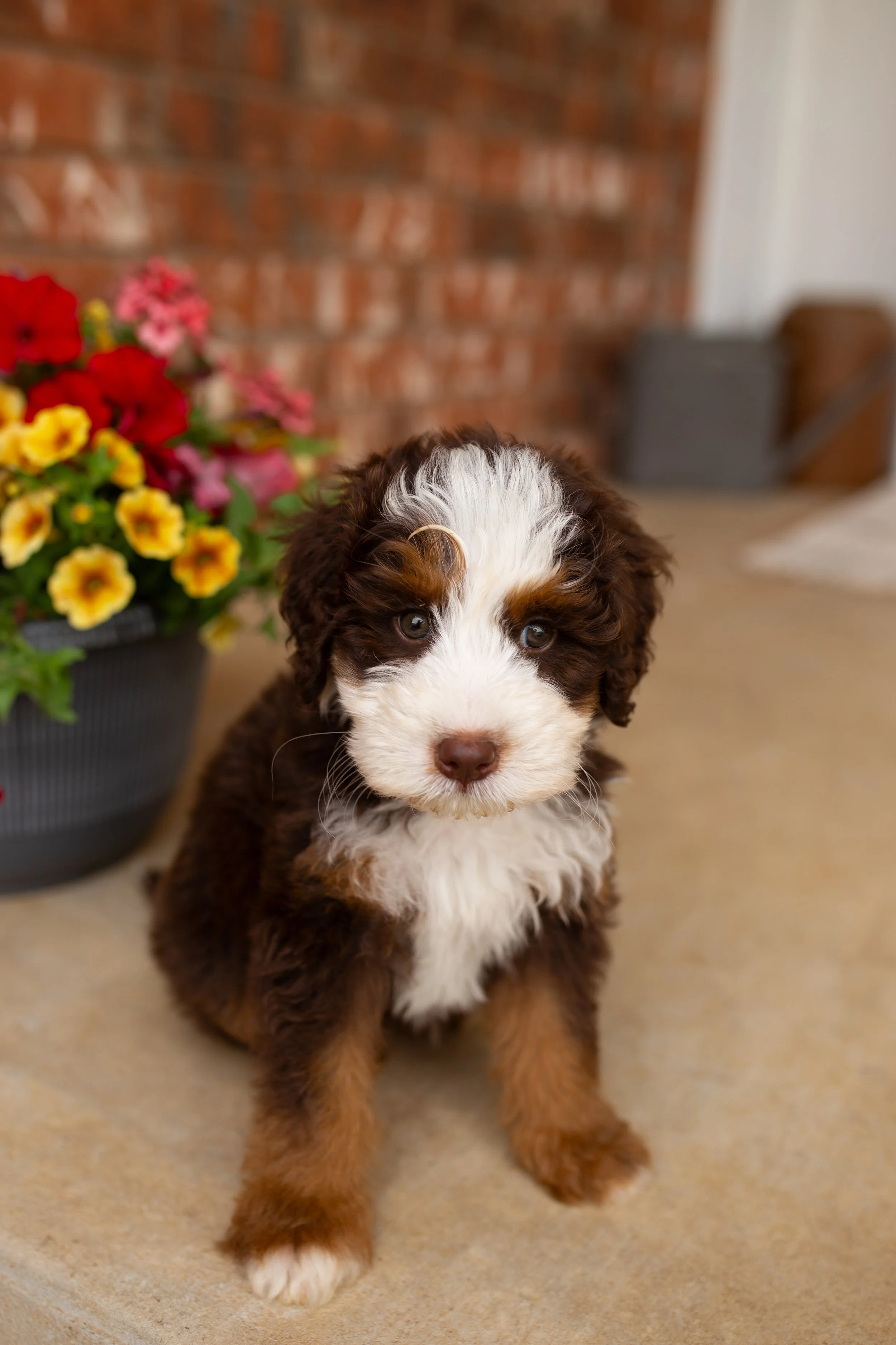 chocolate bernedoodle