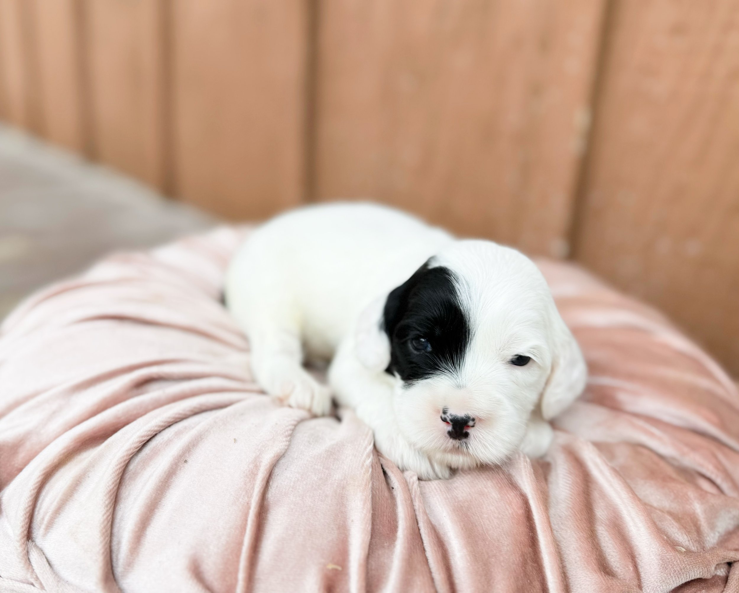 parti labradoodle puppy