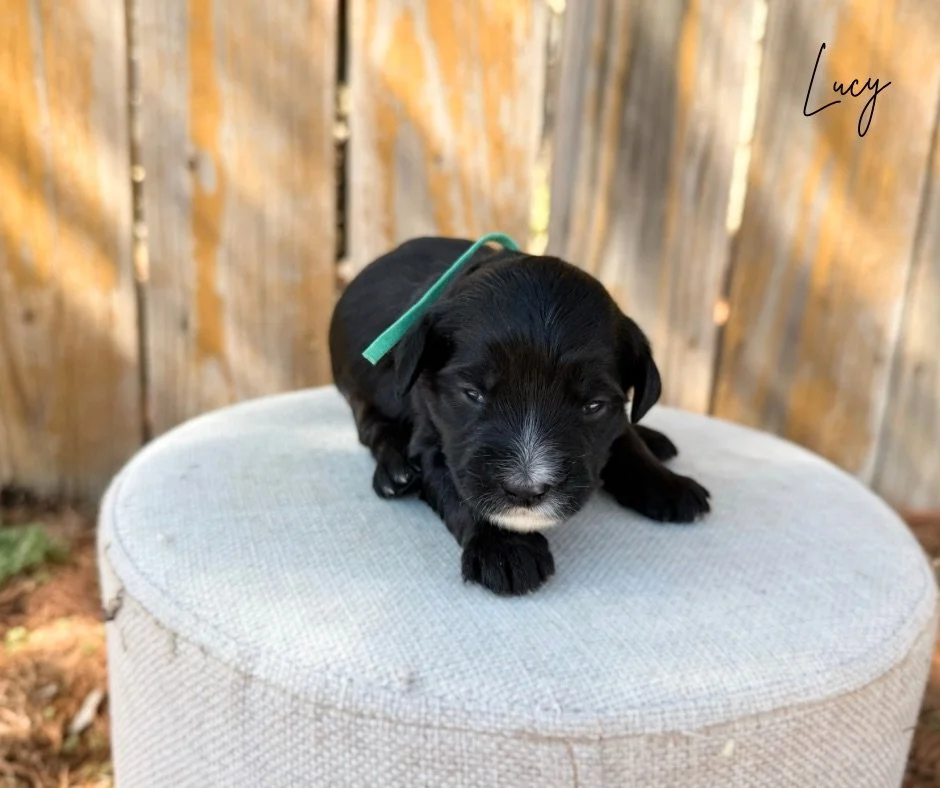 mini doodles for sale near me