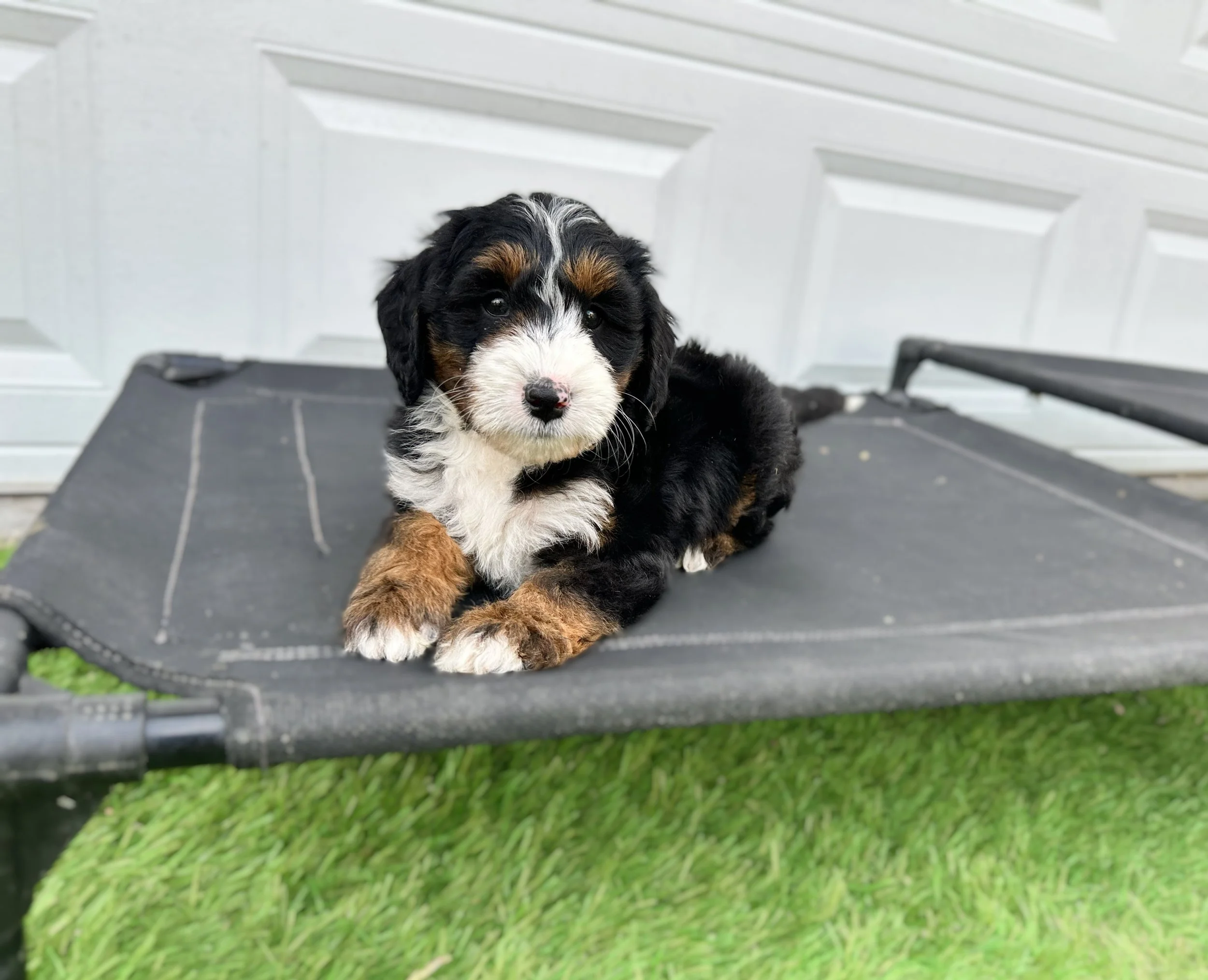 top bernedoodle breeders kansas
