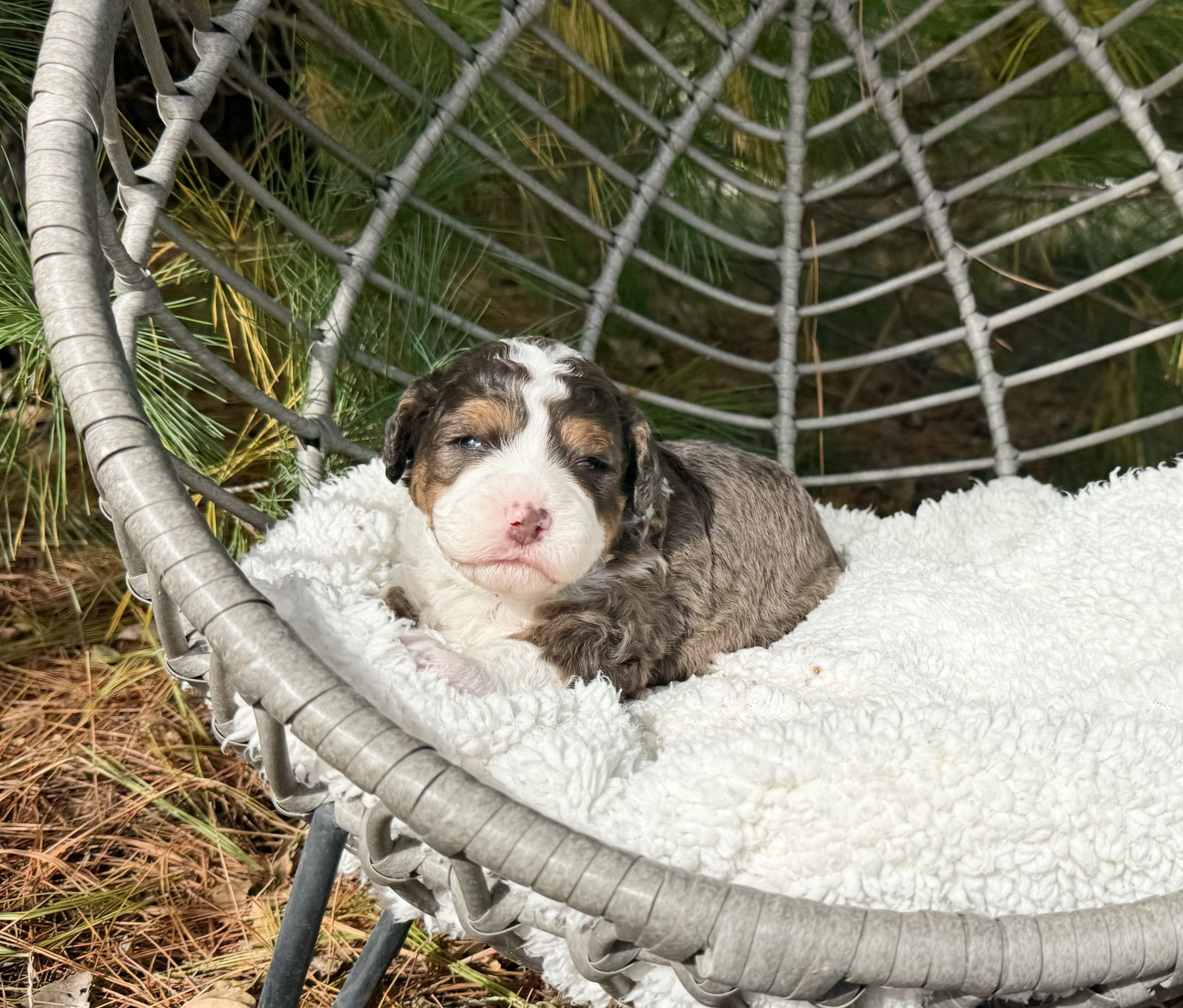 mini merle bernedoodles available near me