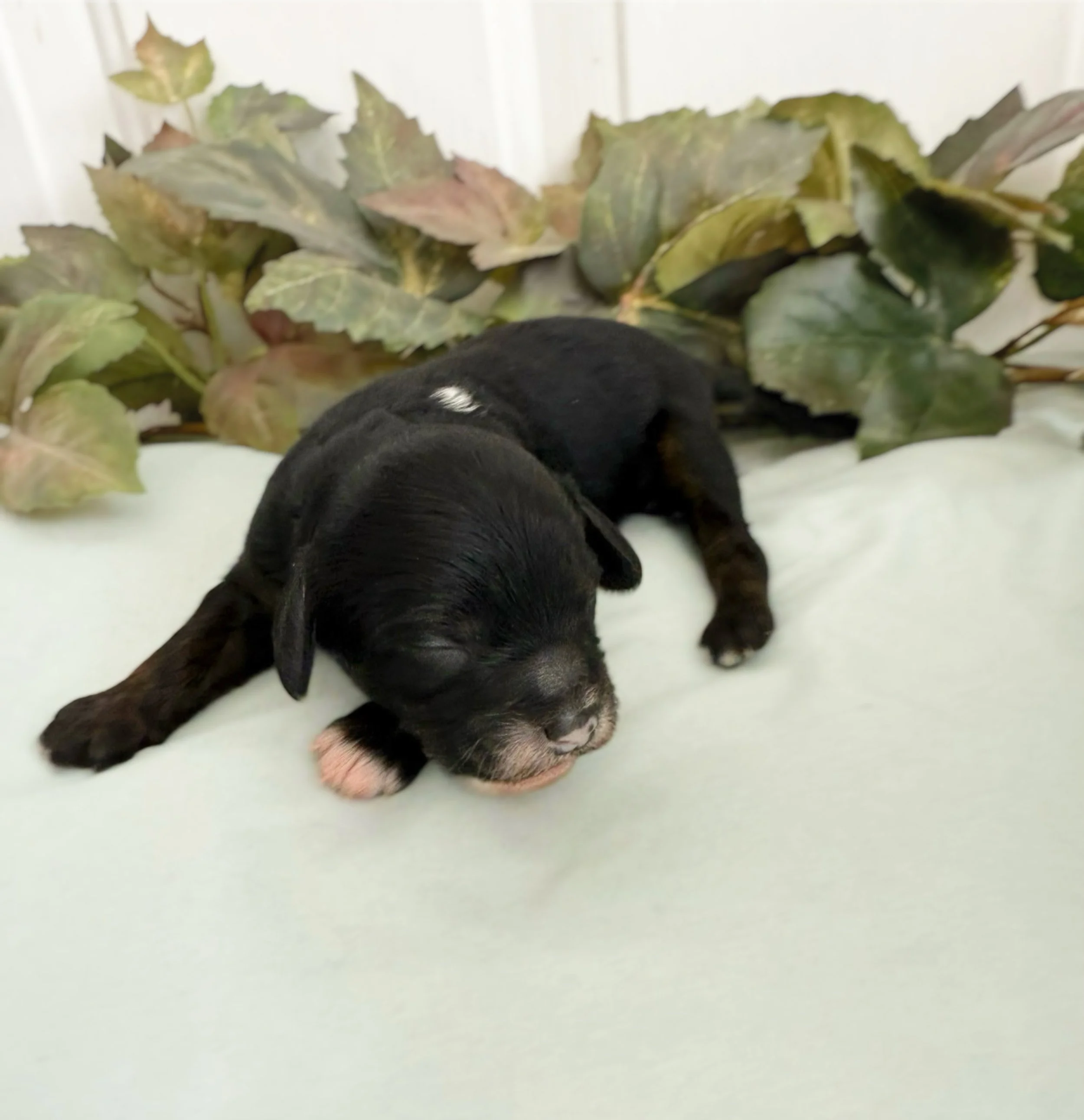 mini cavapoo puppies for adoption