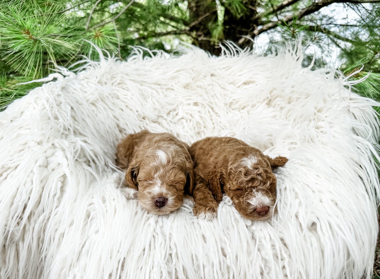 micro mini labradoodle puppies for sale