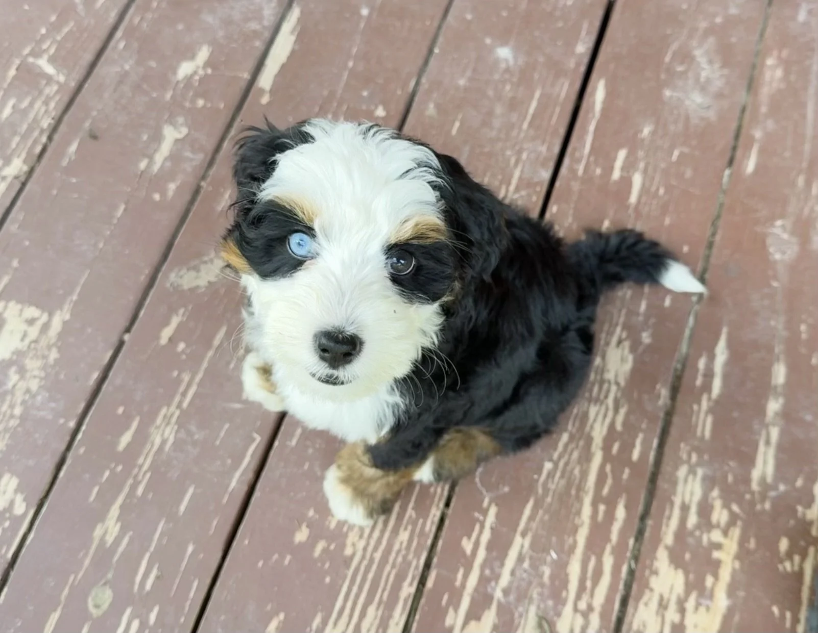 blue eyed bernedoodle