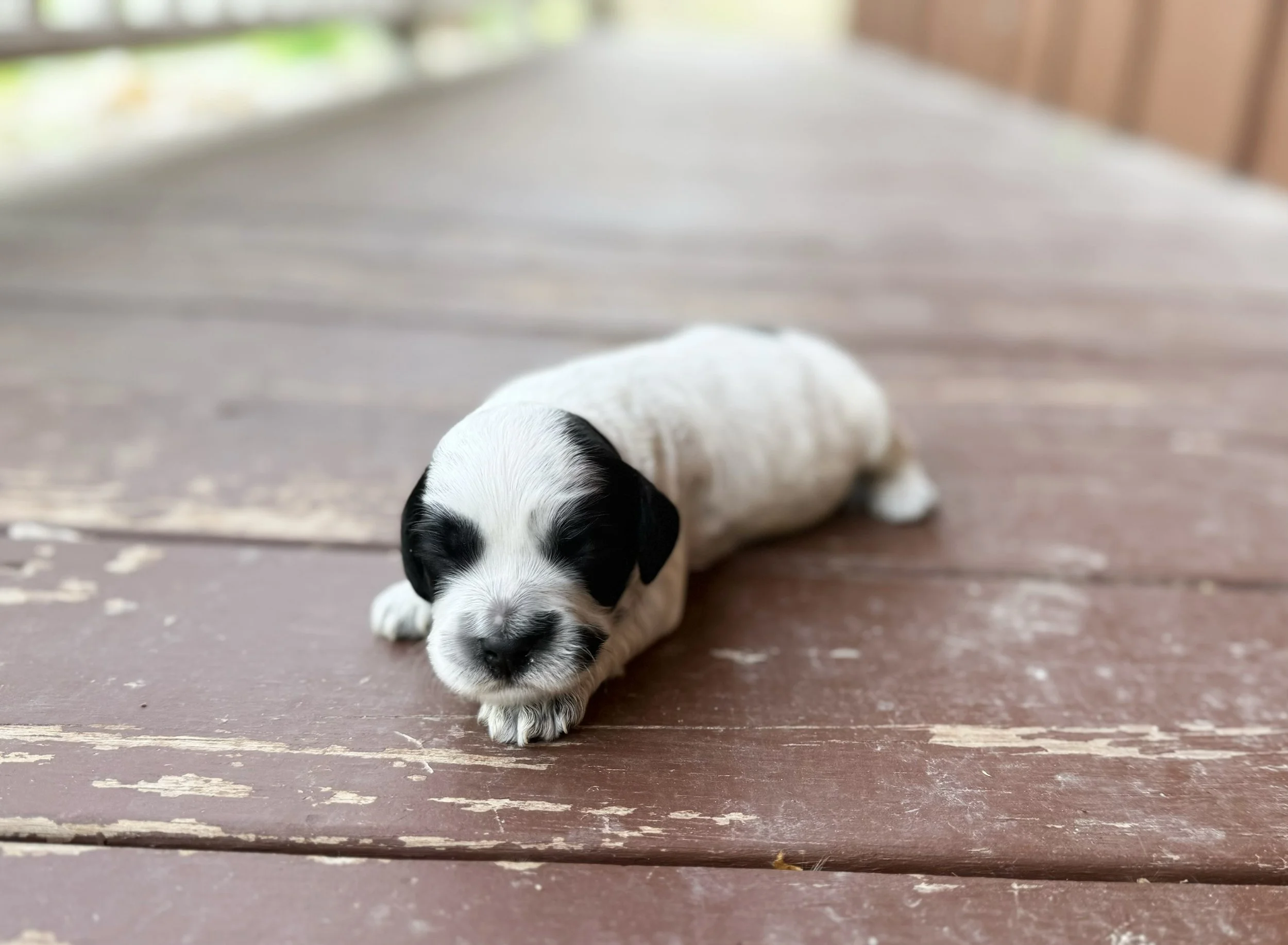 roan australian labradoodle breeders