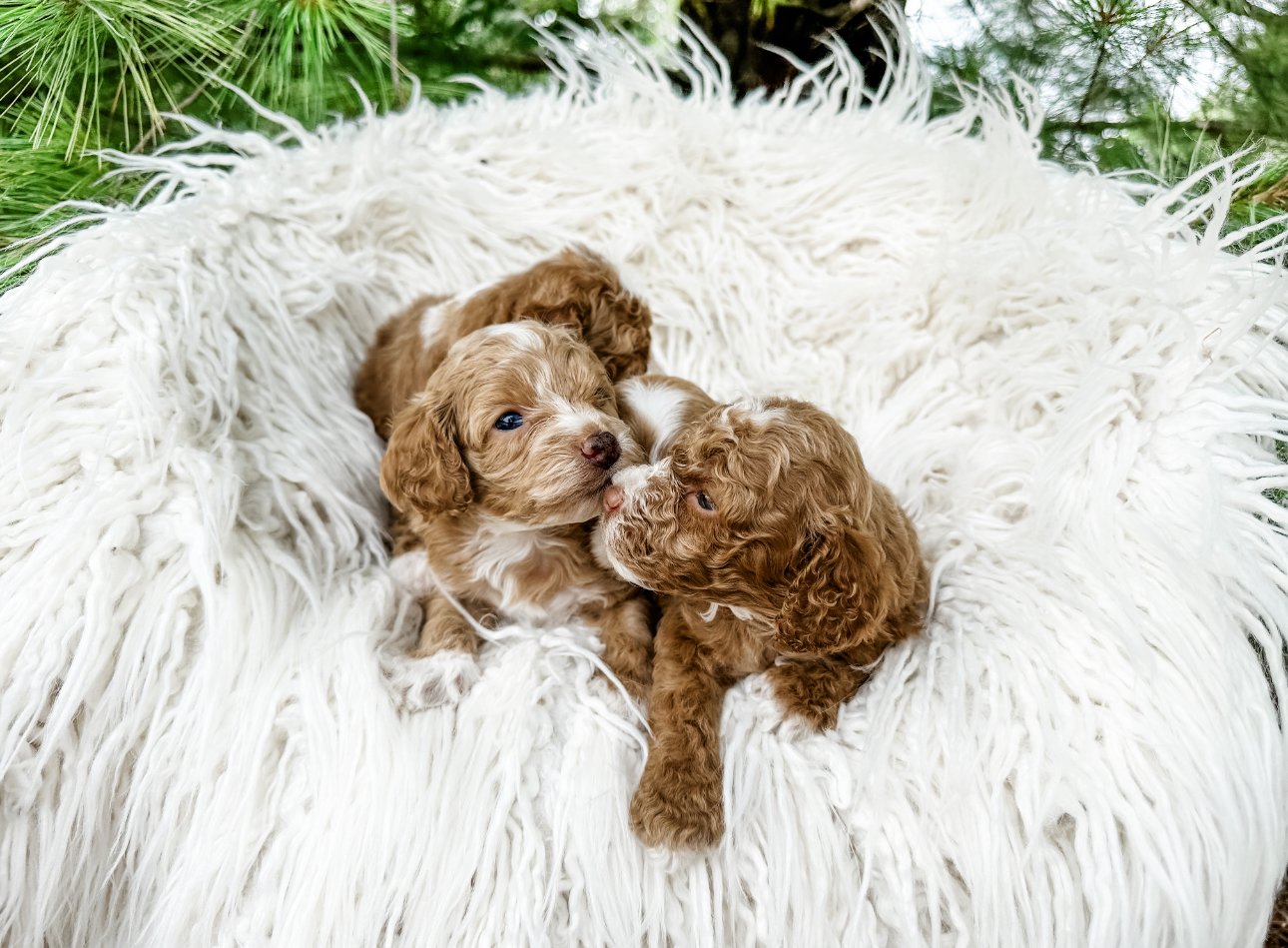 micro mini australian labradoodle puppies near me