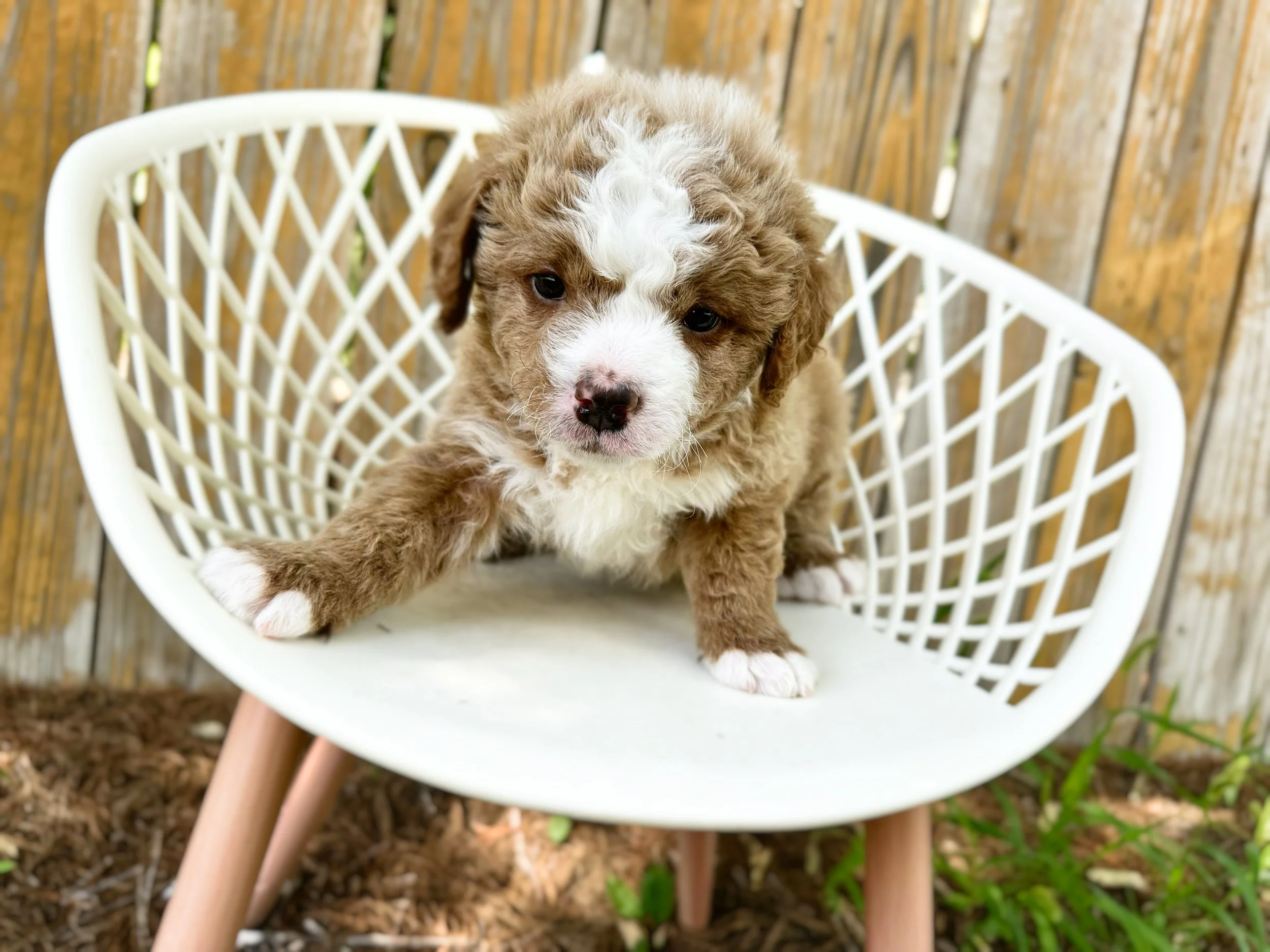unfurnished bernedoodle breeders