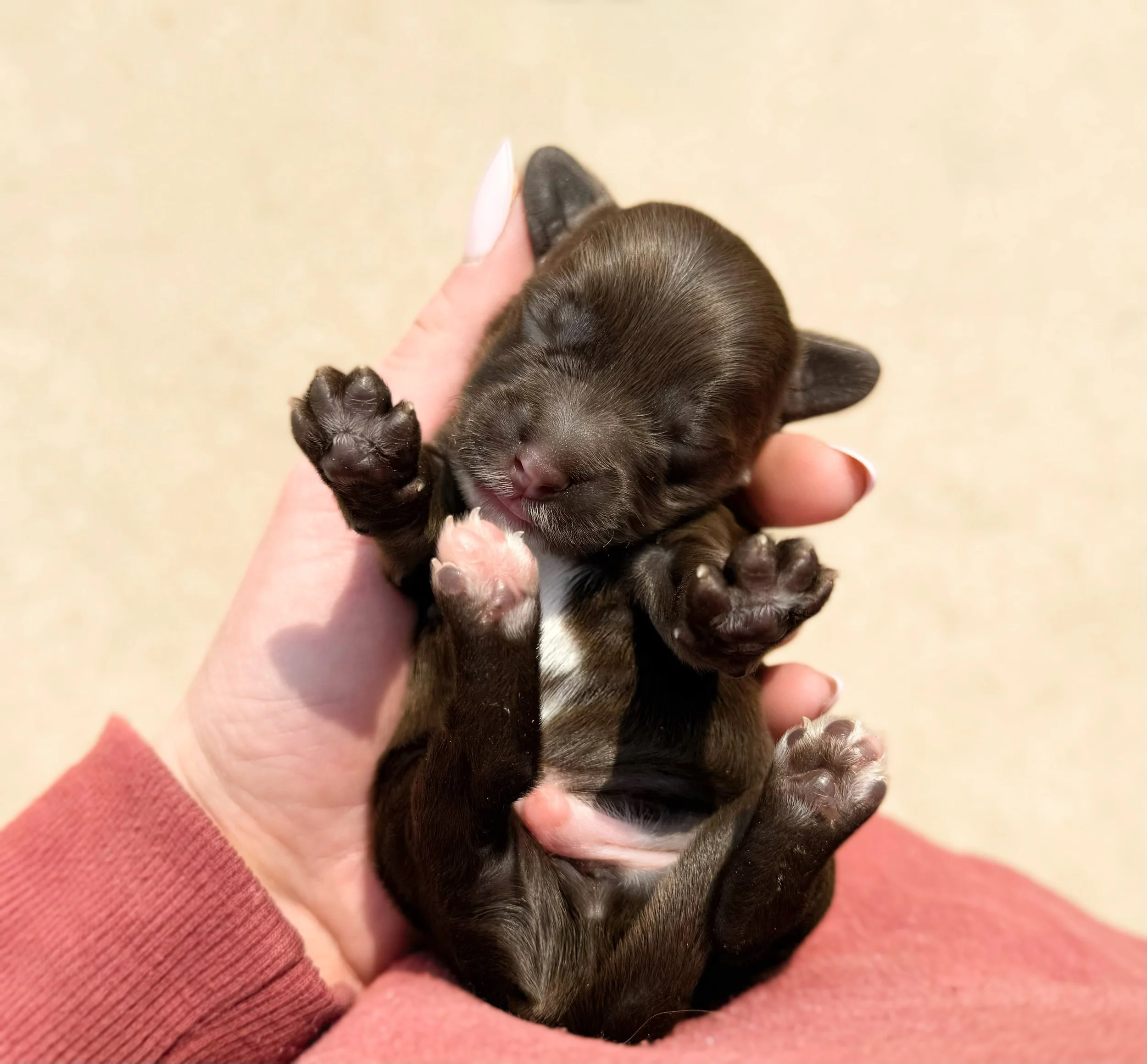 top doodle breeders in kansas