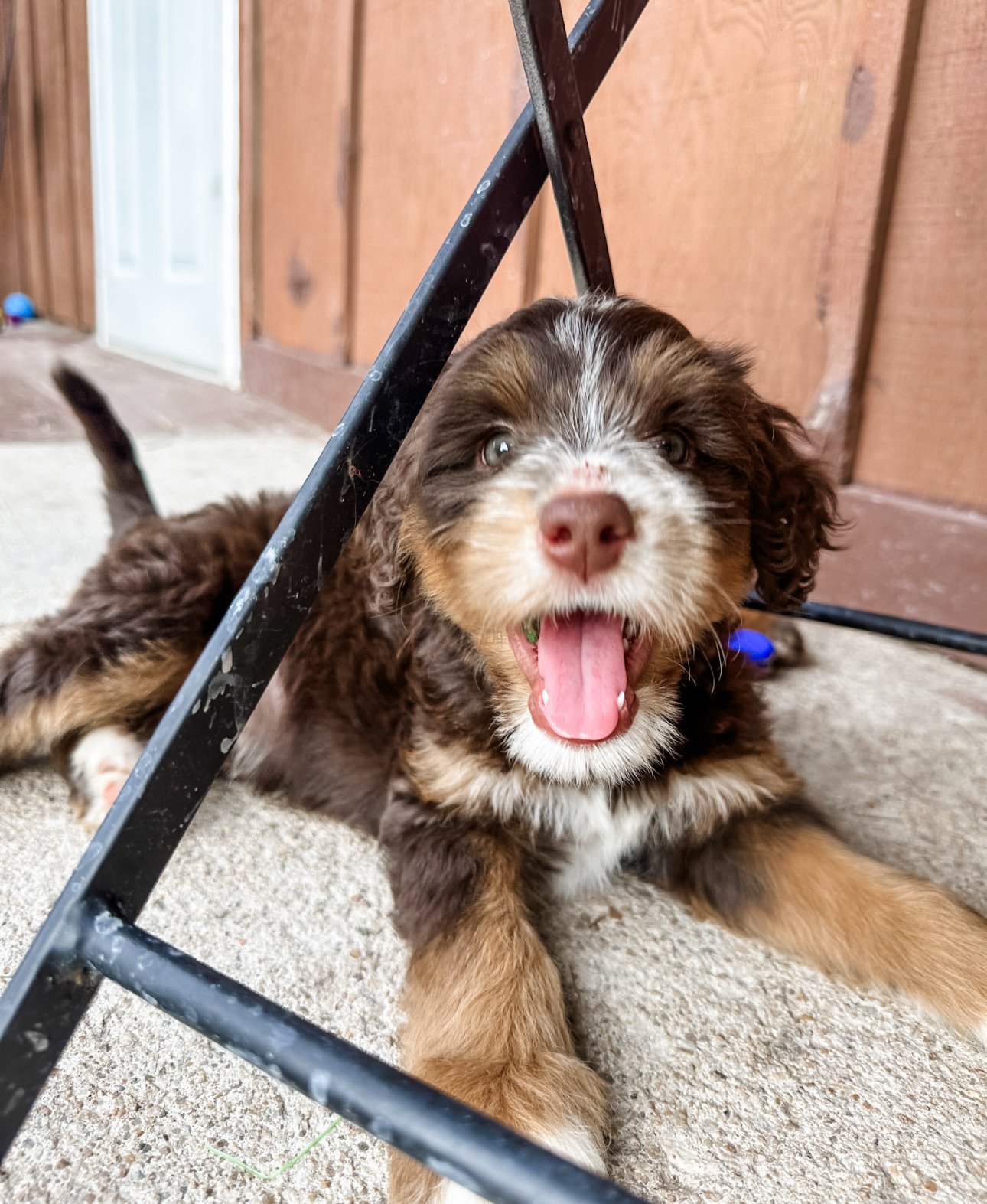 CHOCOLATE TRI COLOR AUSTRALIAN BERNEDOODLE