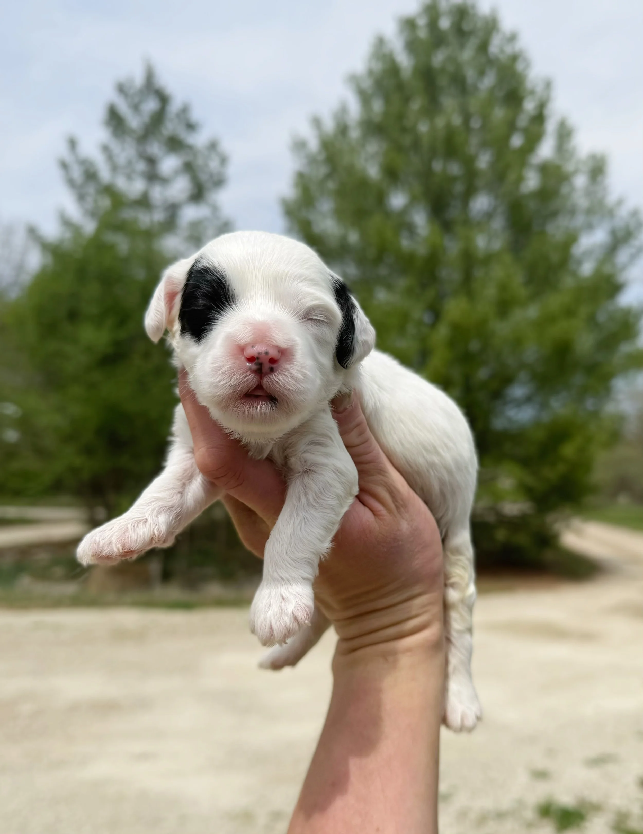 black and white parti australian labradoodle puppy