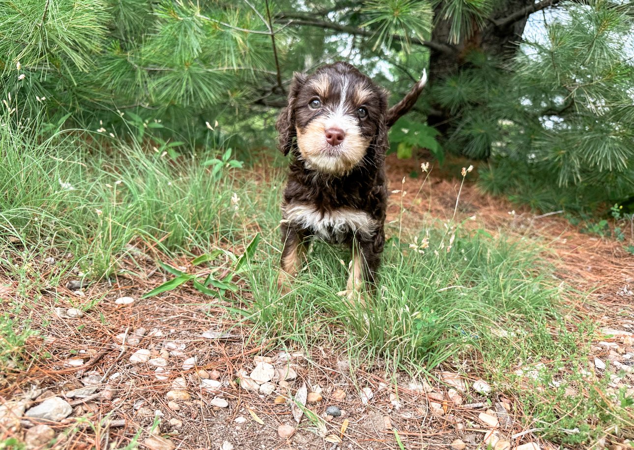 standard size bernedoodle breeder