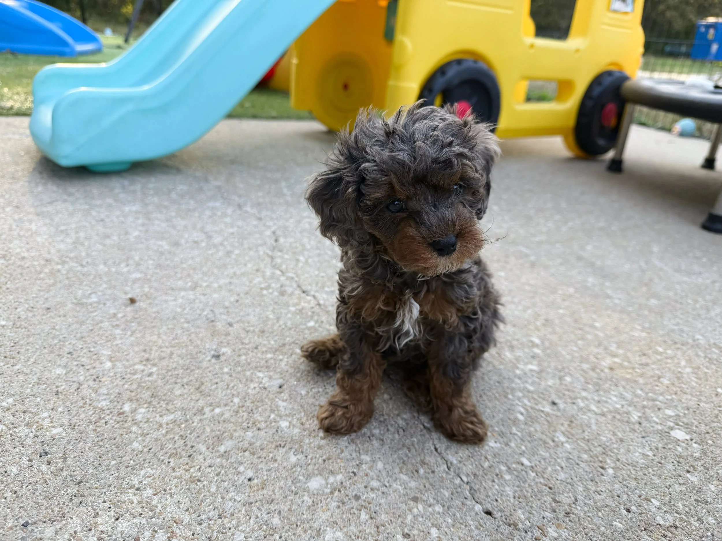 blue merle phantom cavapoo puppy