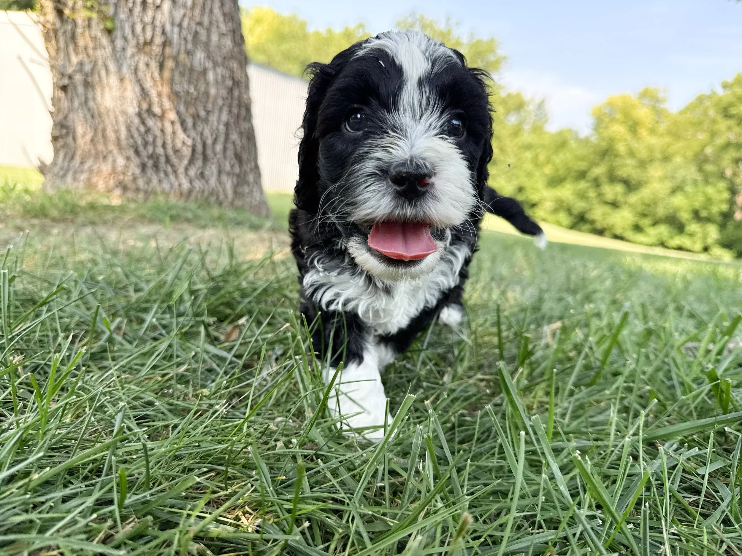 black and white labradoodle puppy