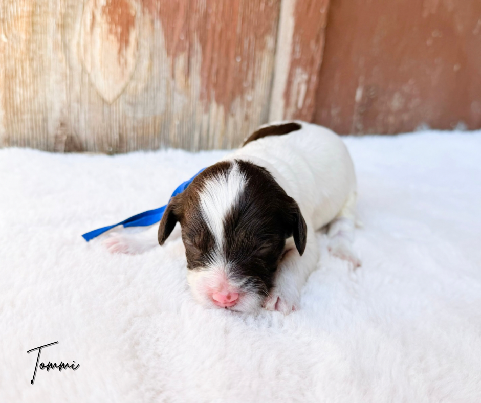 BEST MINI LABRADOODLE BREEDERS