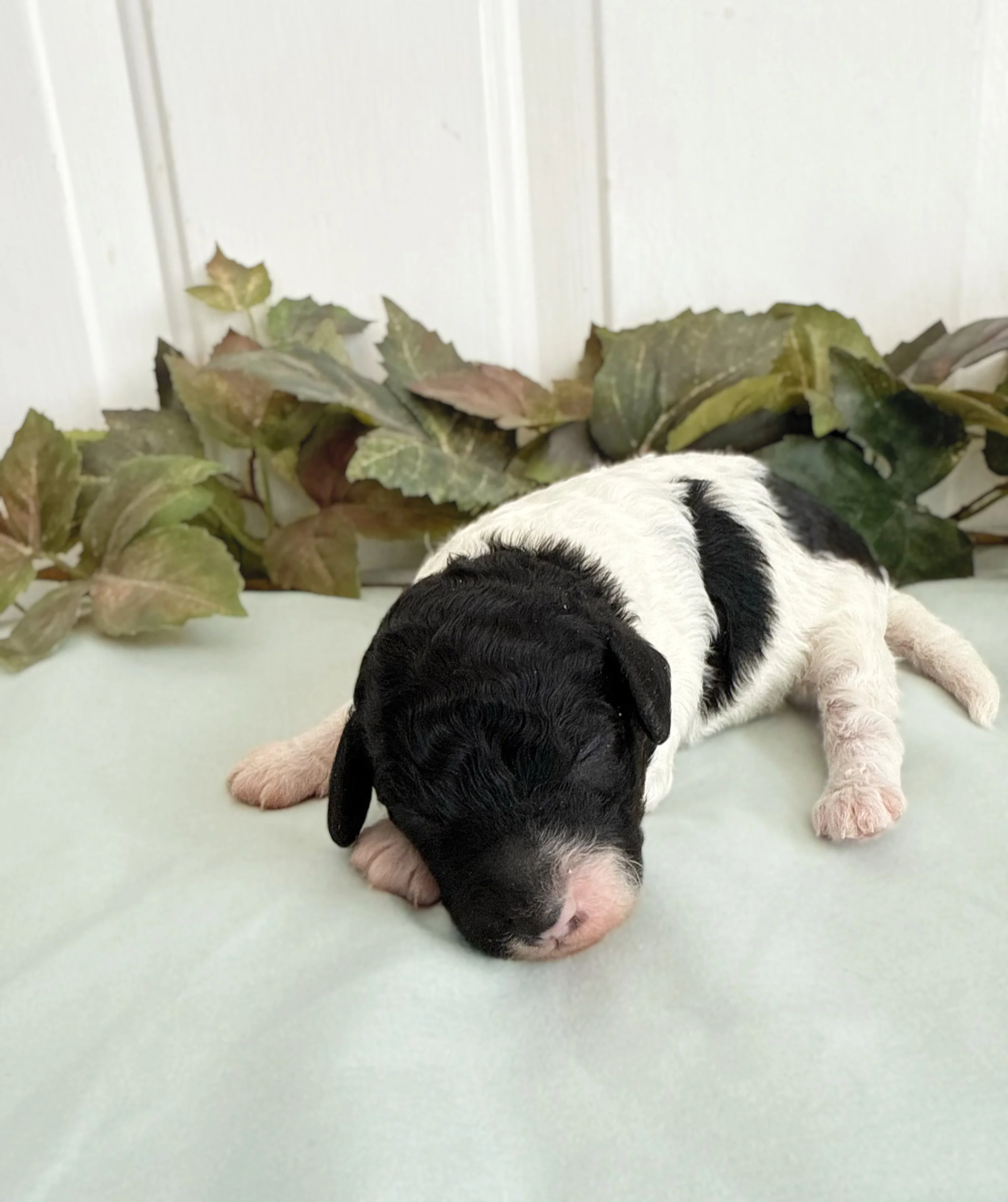 parti cavapoo puppies
