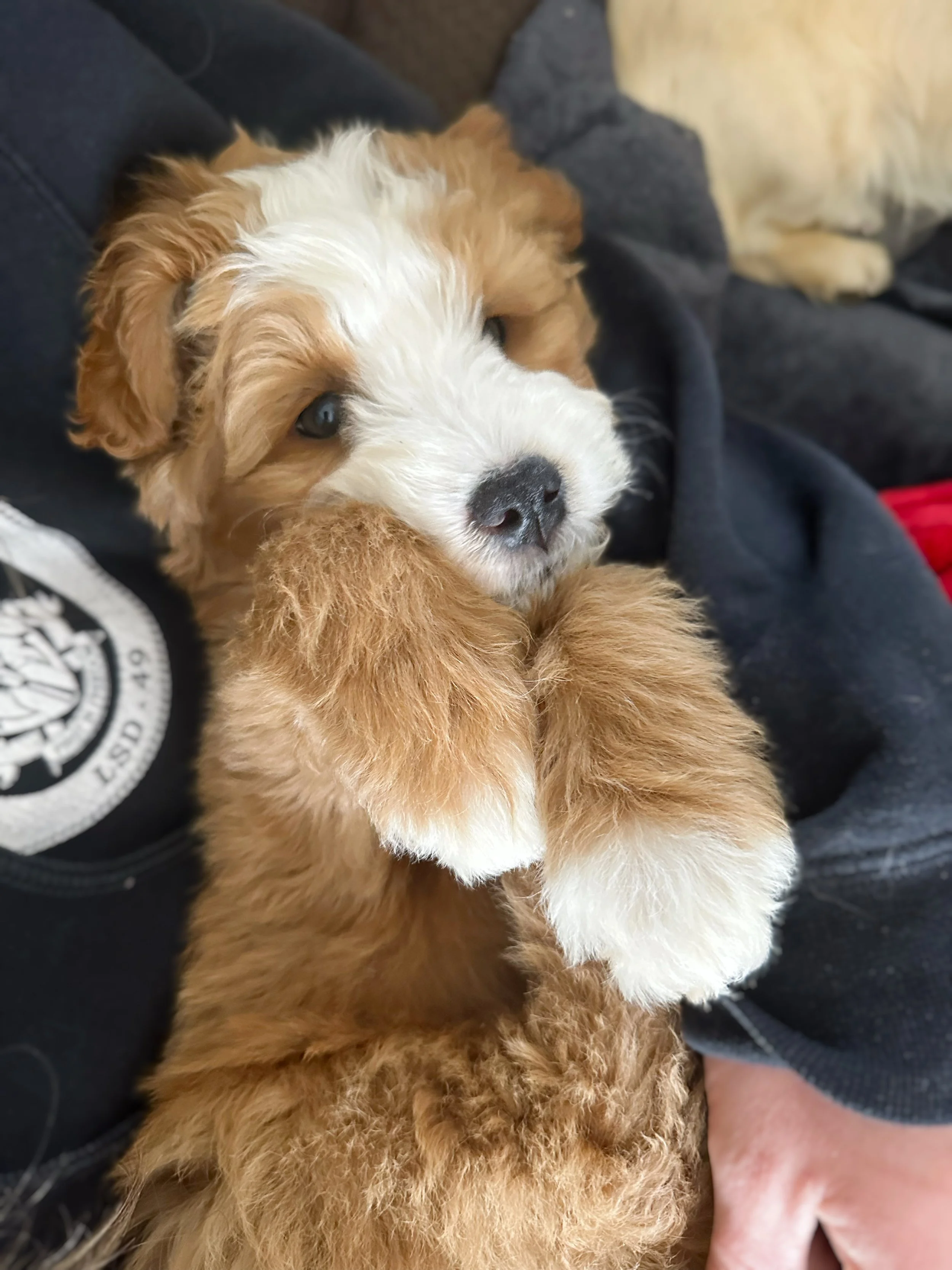are bernedoodles cuddly