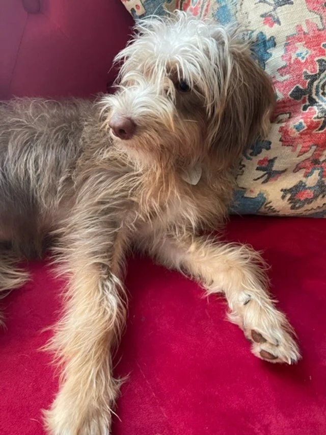 mini labradoodle puppies for sale near me