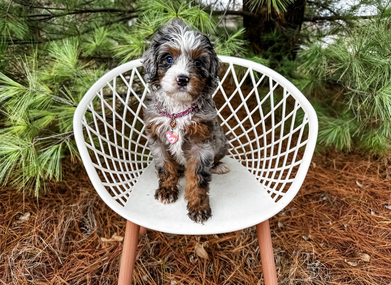 cute aussie mountain doodle puppies