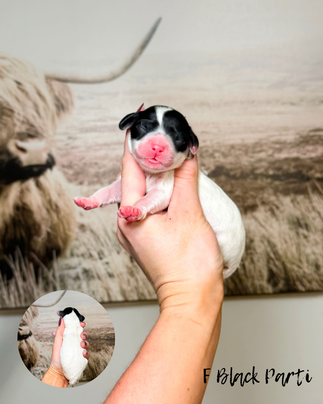 parti labradoodle puppy