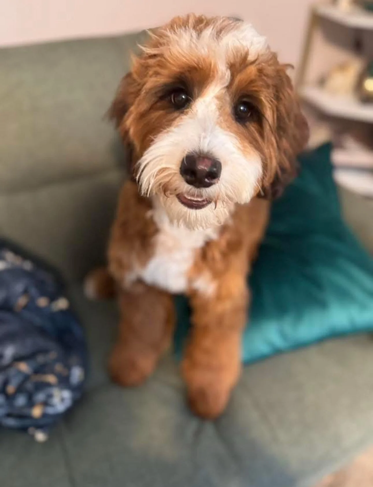sable bernedoodle full grown