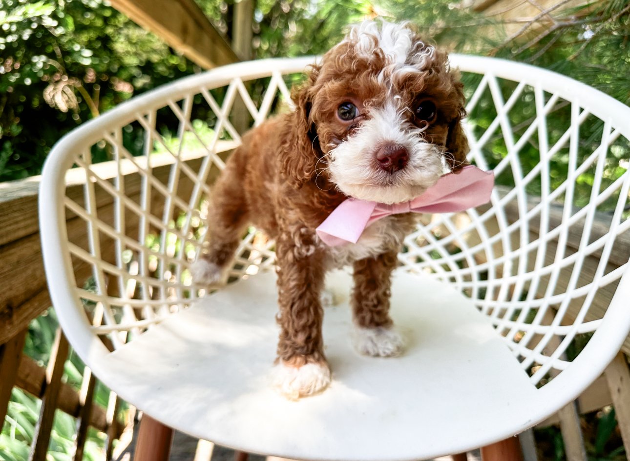 where to find red and white tiny doodles