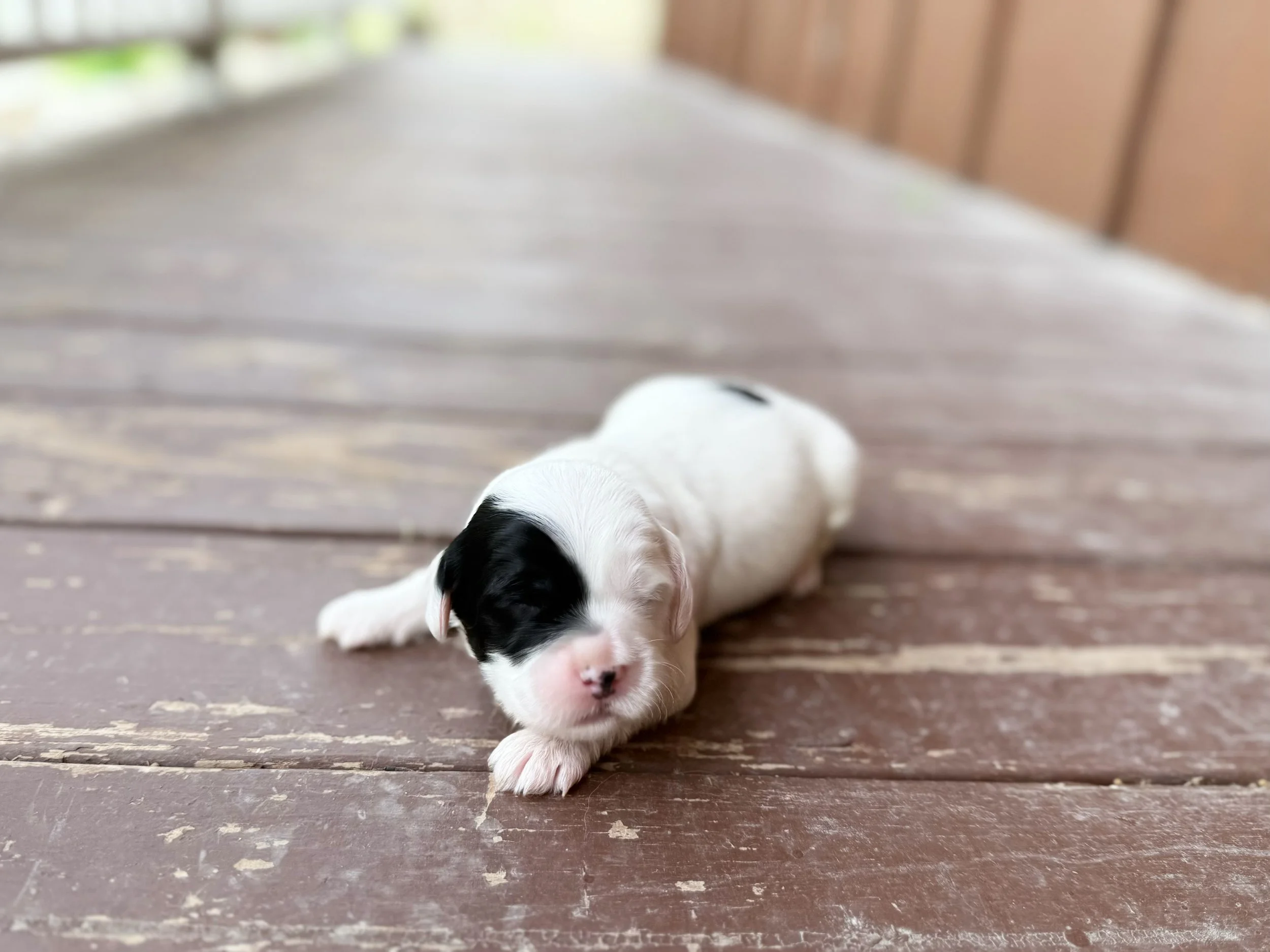 miniature labradoodle breeders